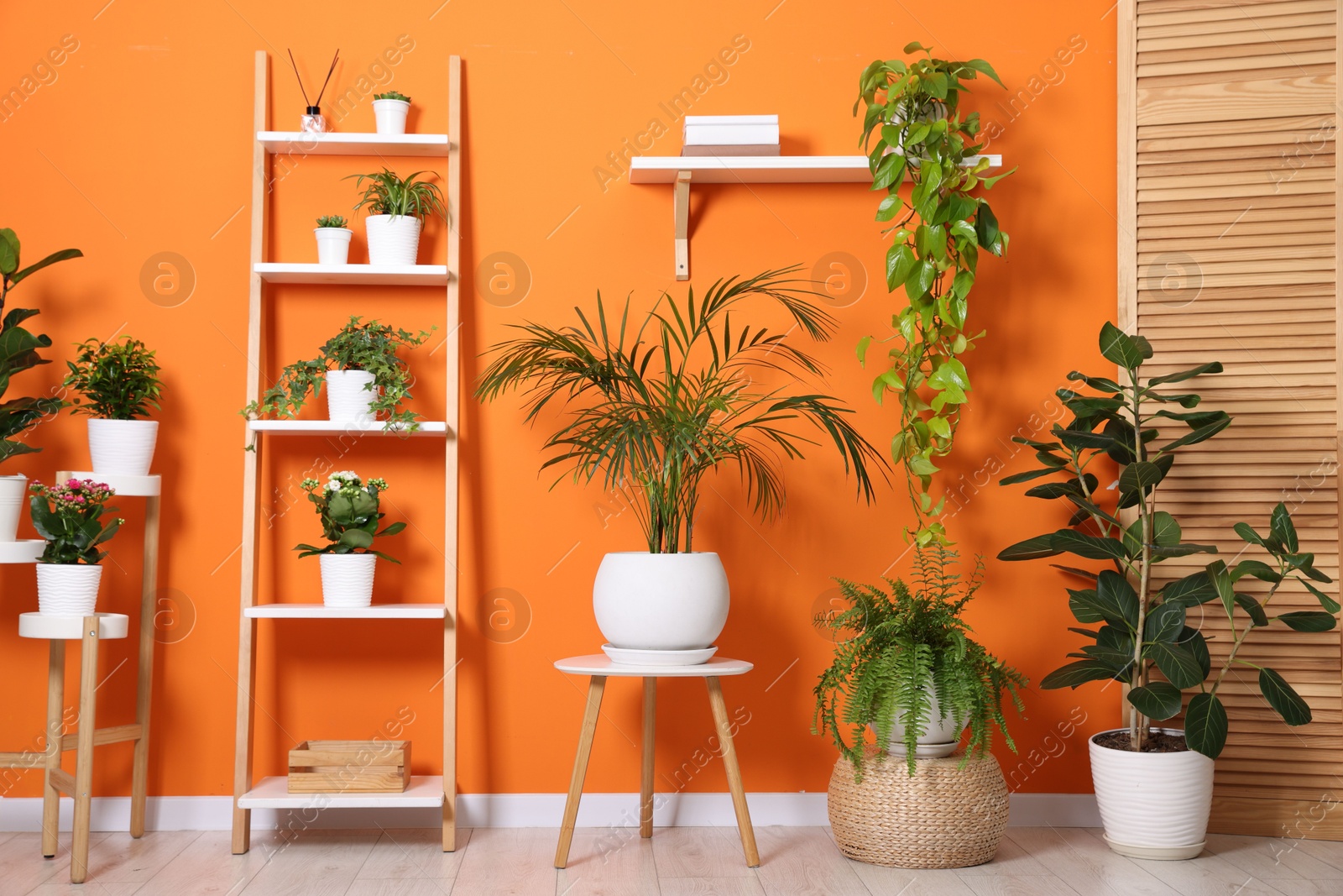 Different beautiful houseplants near orange wall indoors Photo of Different beautiful houseplants near orange wall indoors