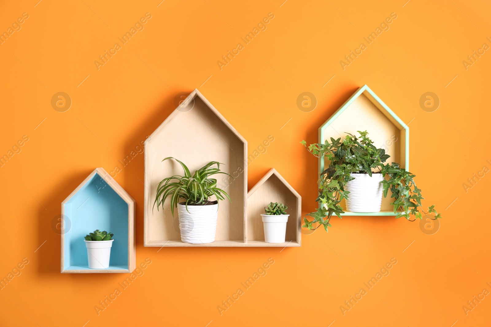 Colorful shelves with houseplants on orange wall Photo of Colorful shelves with houseplants on orange wall