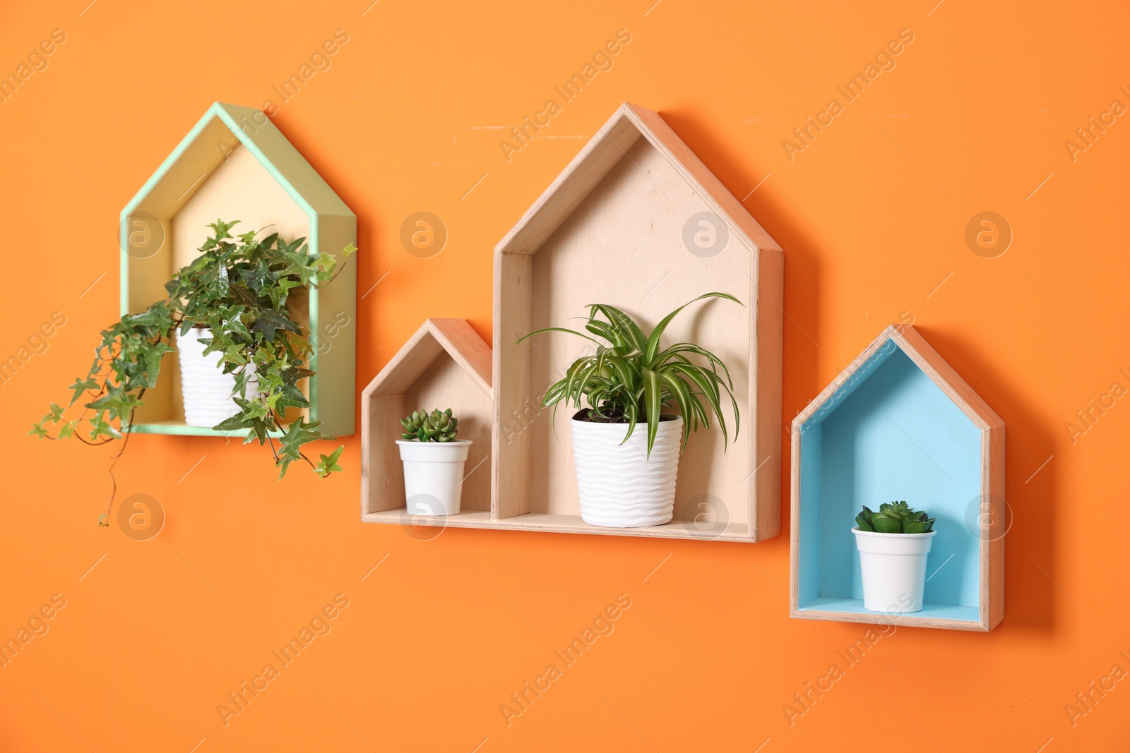 Colorful shelves with houseplants on orange wall Photo of Colorful shelves with houseplants on orange wall