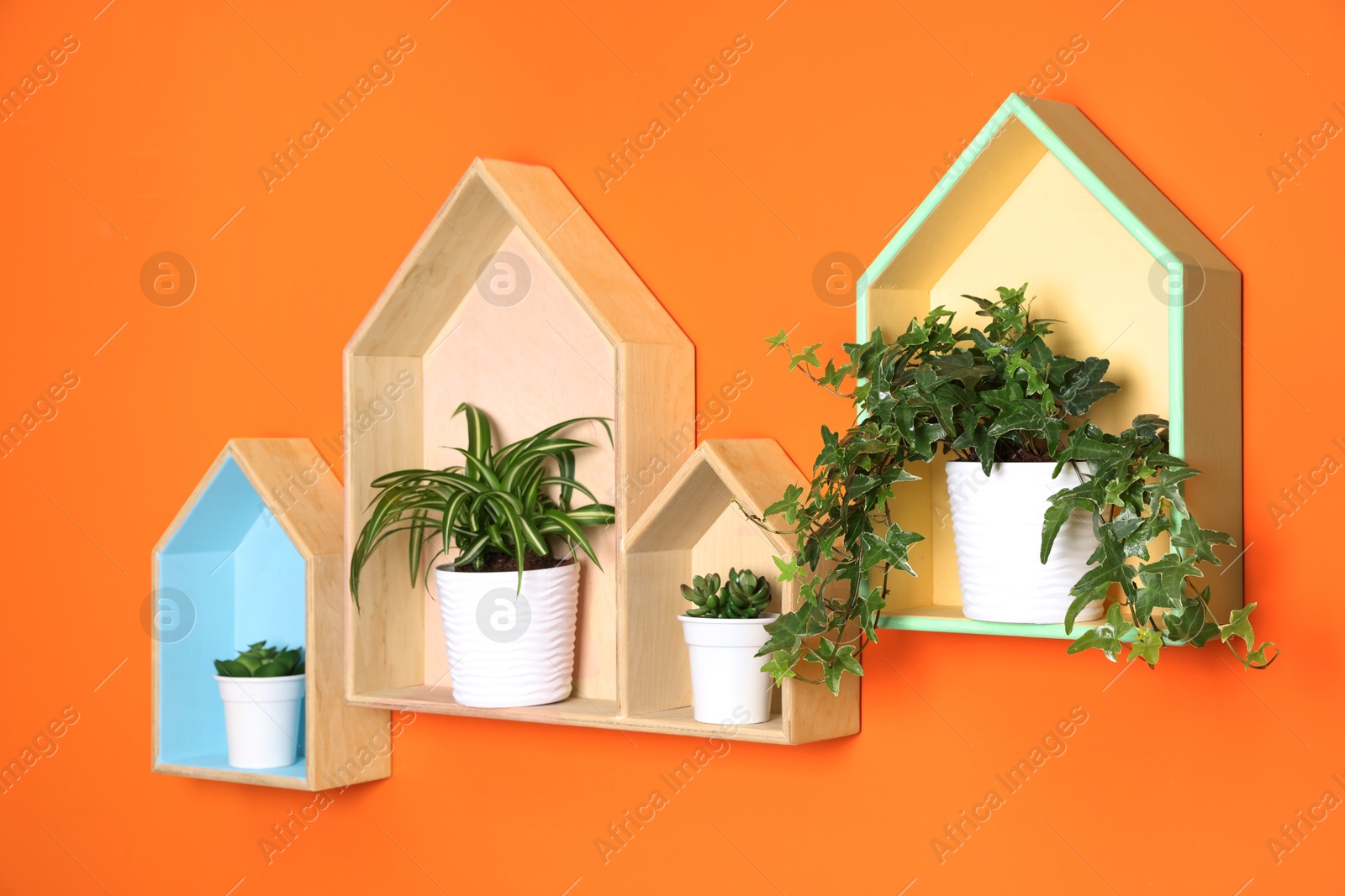 Colorful shelves with houseplants on orange wall Photo of Colorful shelves with houseplants on orange wall