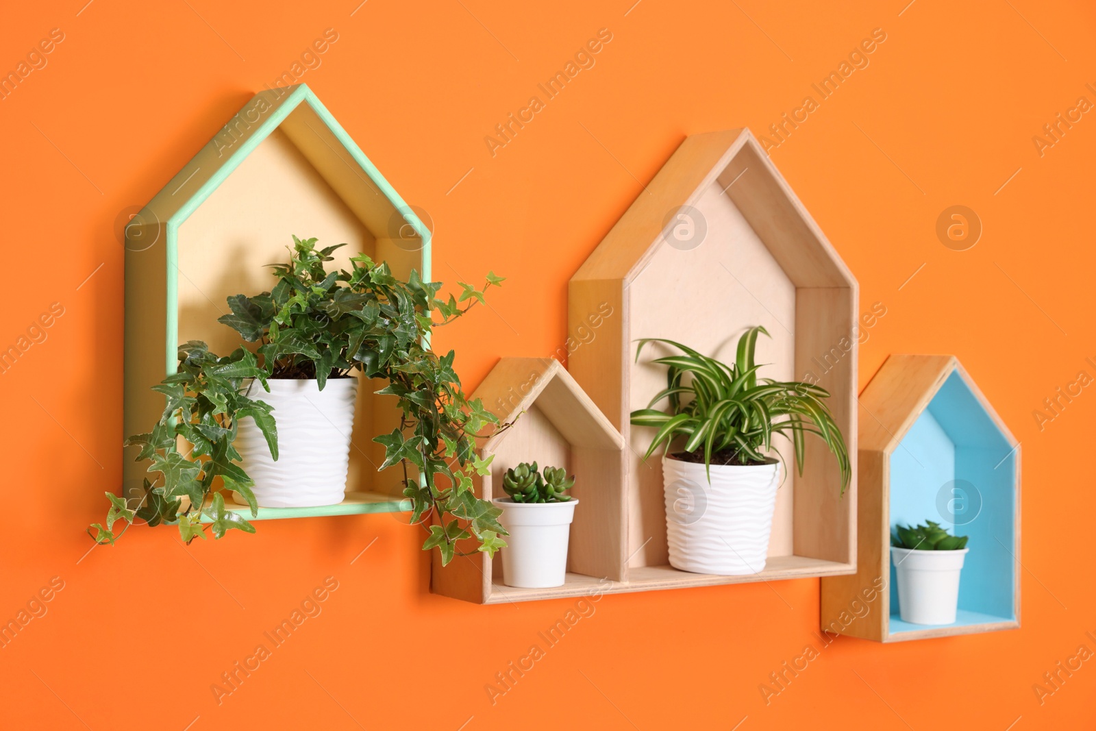 Colorful shelves with houseplants on orange wall Photo of Colorful shelves with houseplants on orange wall