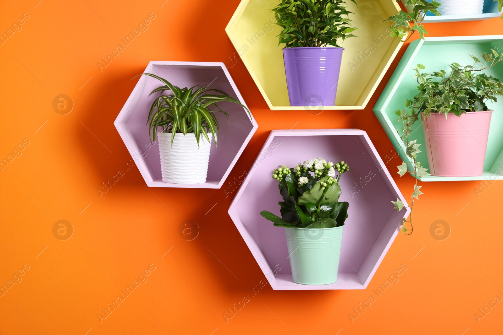 Colorful honeycomb shaped shelves with houseplants on orange wall, closeup Photo of Colorful honeycomb shaped shelves with houseplants on orange wall, closeup