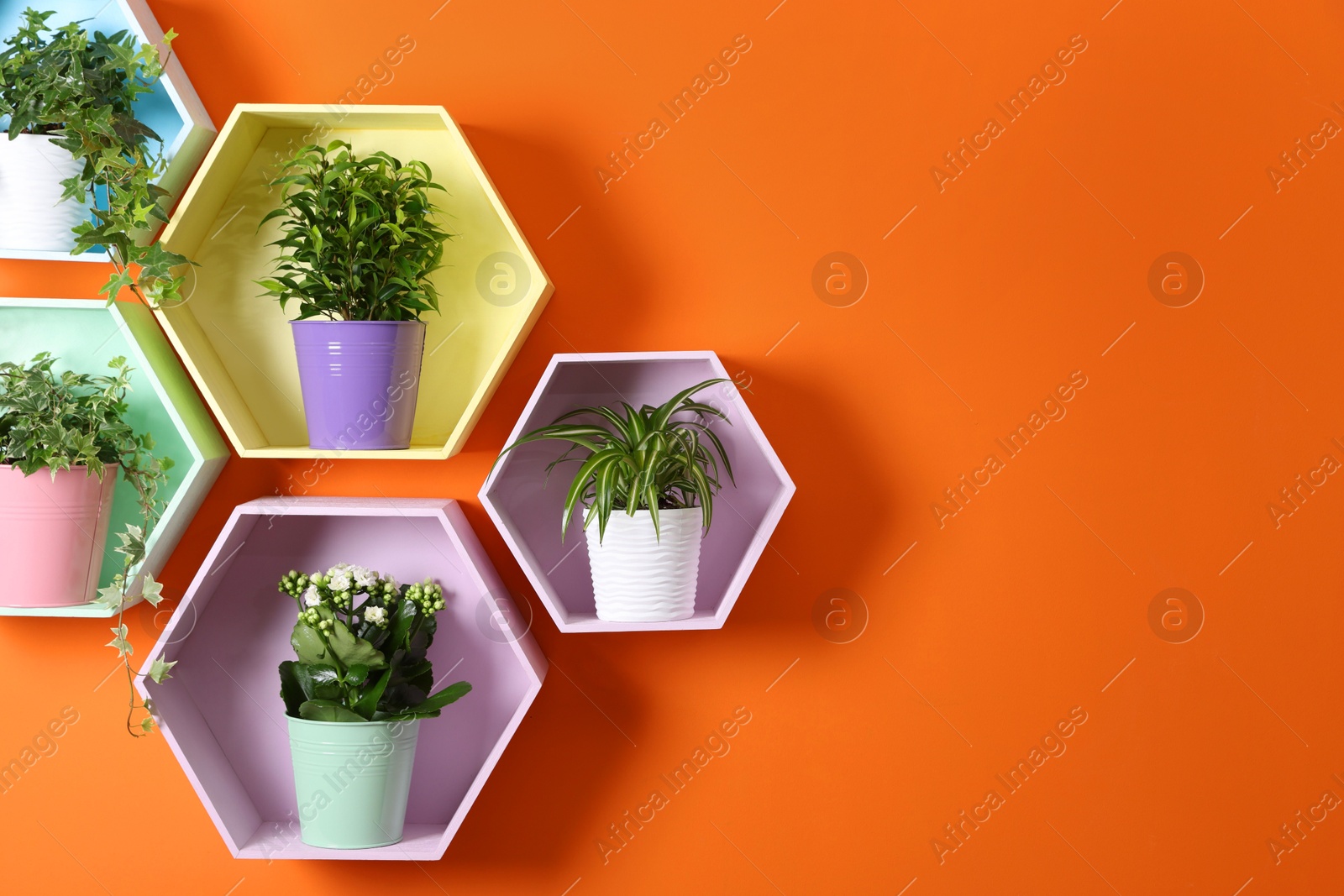 Colorful honeycomb shaped shelves with houseplants on orange wall, closeup. Space for text Photo of Colorful honeycomb shaped shelves with houseplants on orange wall, closeup. Space for text