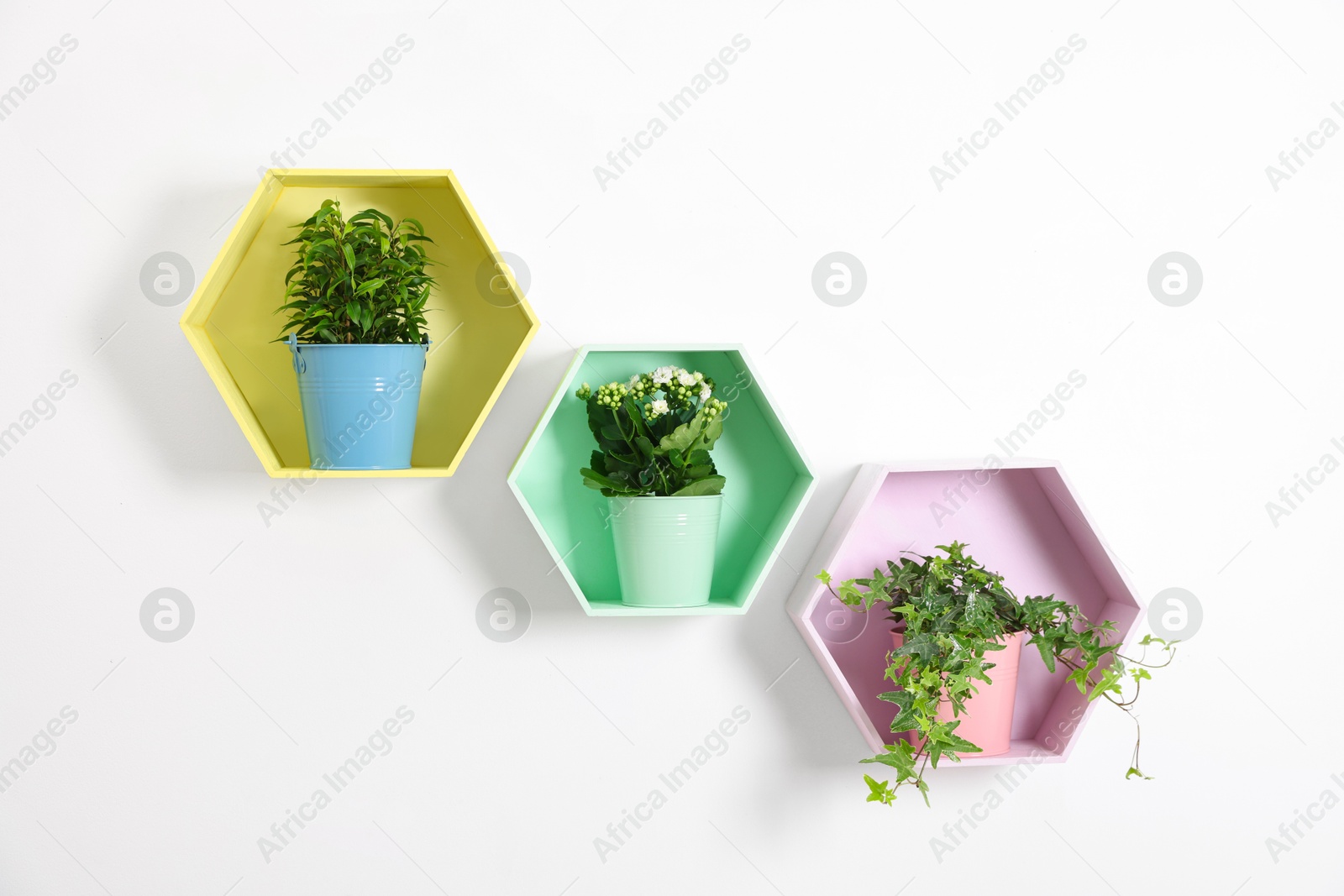 Colorful honeycomb shaped shelves with houseplants on white wall Photo of Colorful honeycomb shaped shelves with houseplants on white wall