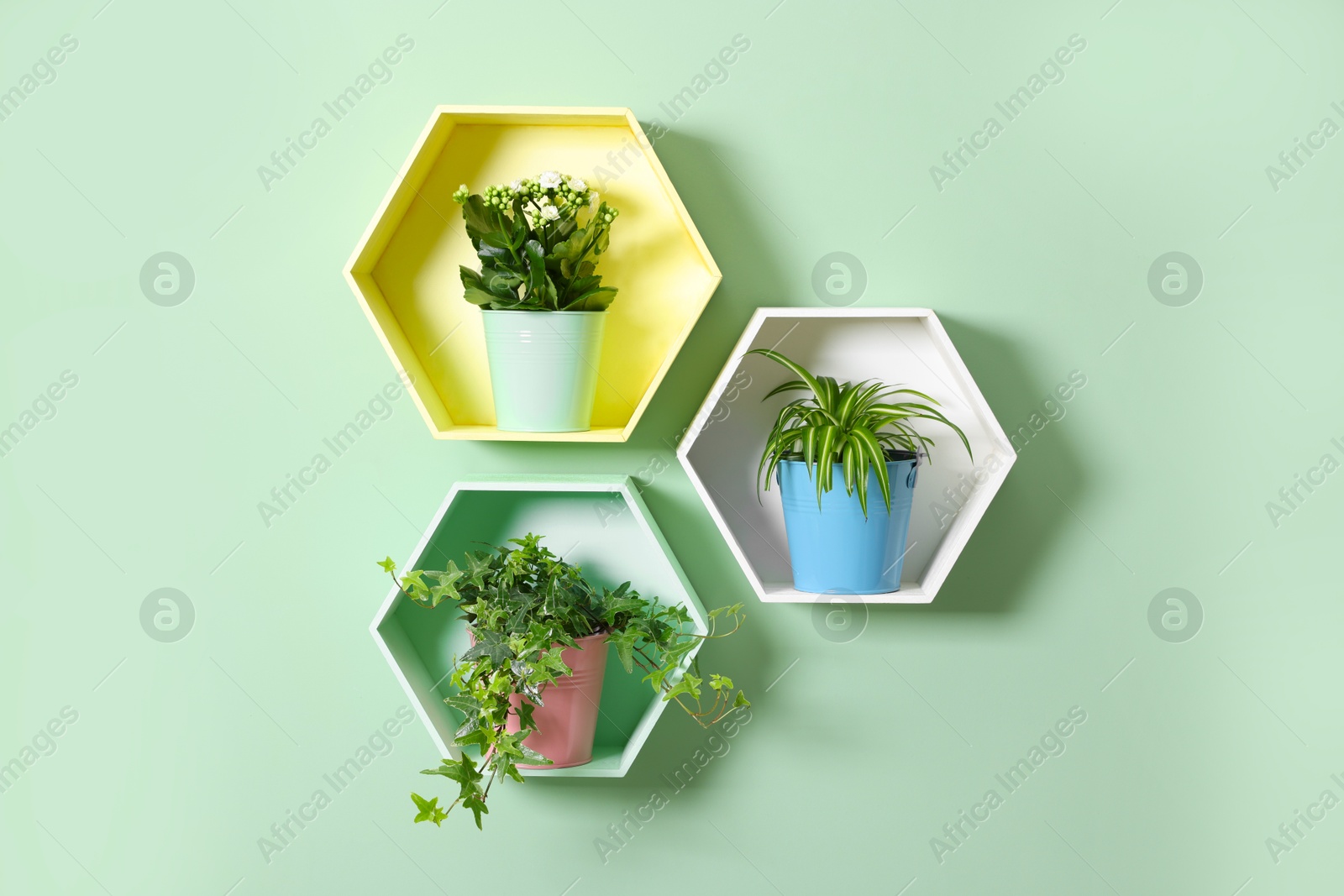 Colorful honeycomb shaped shelves with houseplants on mint wall Photo of Colorful honeycomb shaped shelves with houseplants on mint wall