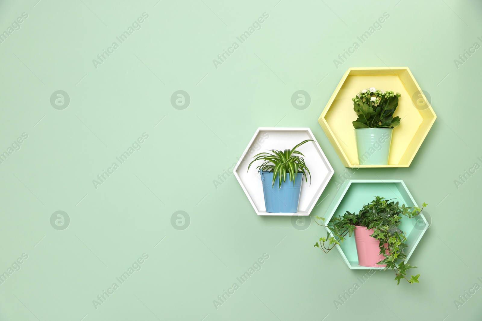Colorful honeycomb shaped shelves with houseplants on mint wall. Space for text Photo of Colorful honeycomb shaped shelves with houseplants on mint wall. Space for text