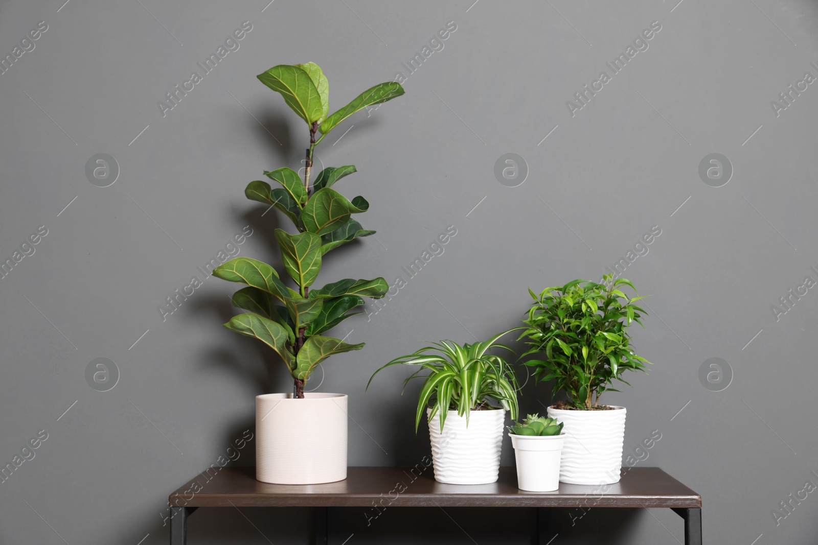 Beautiful houseplants on wooden table near grey wall Photo of Beautiful houseplants on wooden table near grey wall