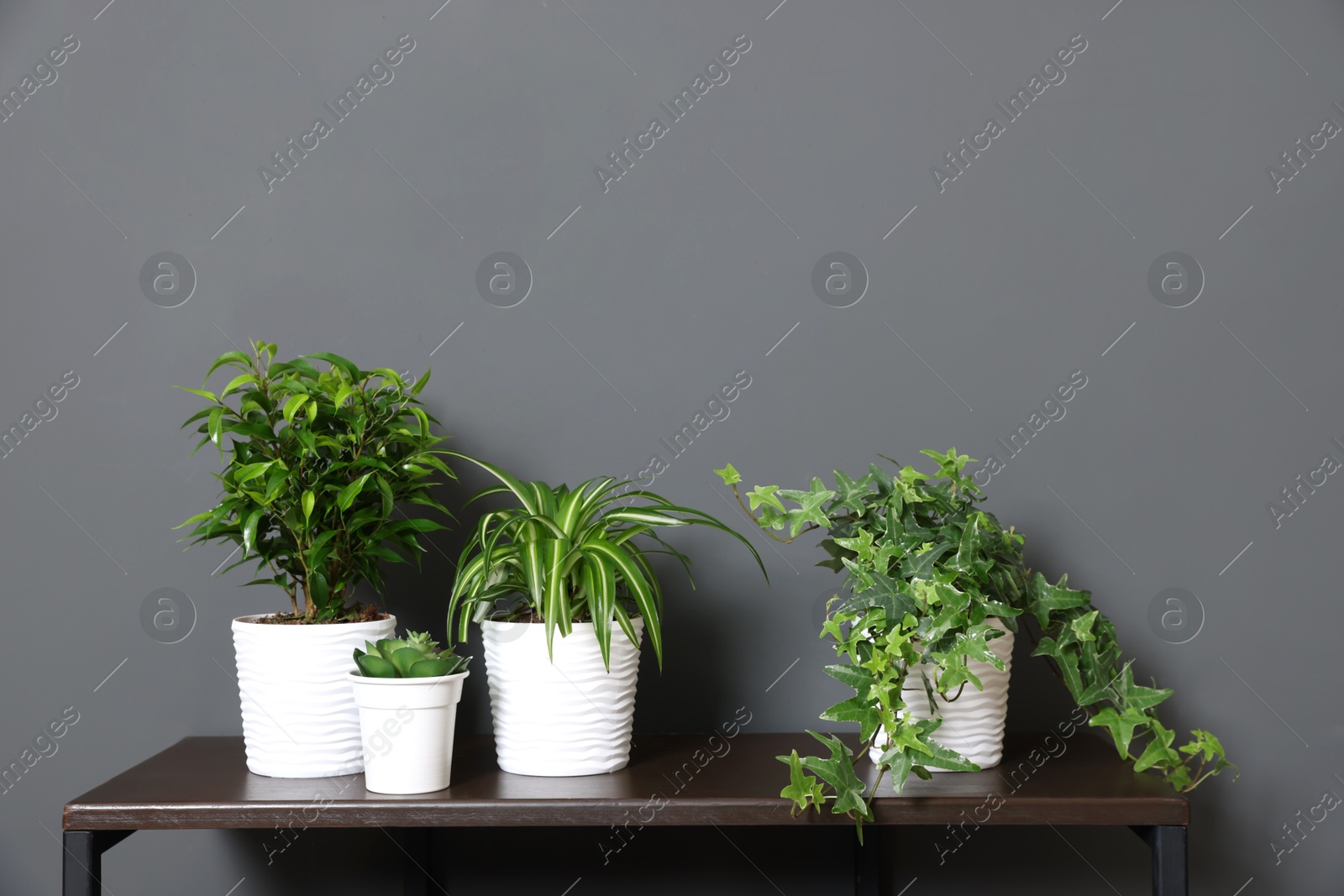 Beautiful houseplants on wooden table near grey wall. Space for text Photo of Beautiful houseplants on wooden table near grey wall. Space for text