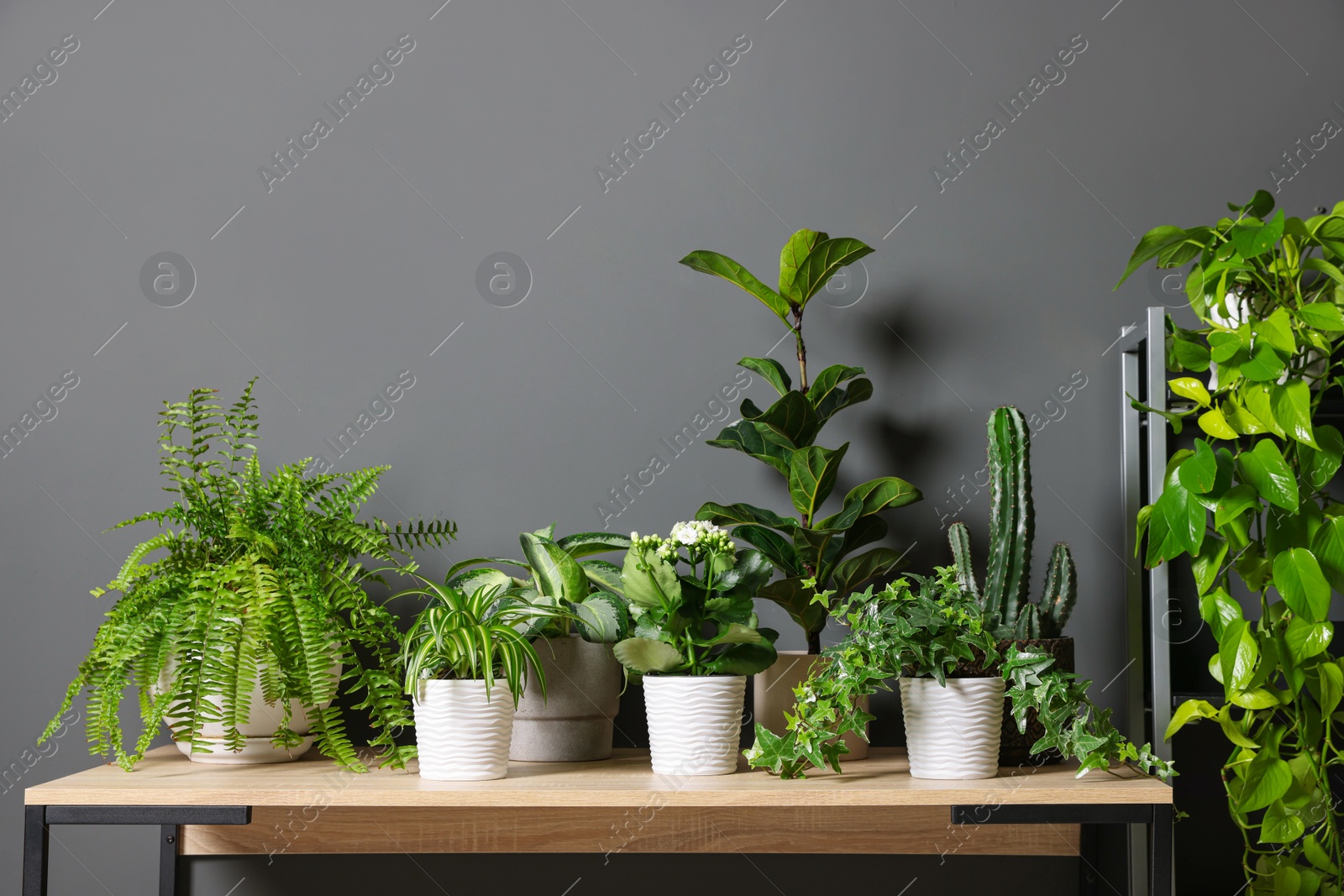 Beautiful houseplants on wooden table near grey wall. Space for text Photo of Beautiful houseplants on wooden table near grey wall. Space for text