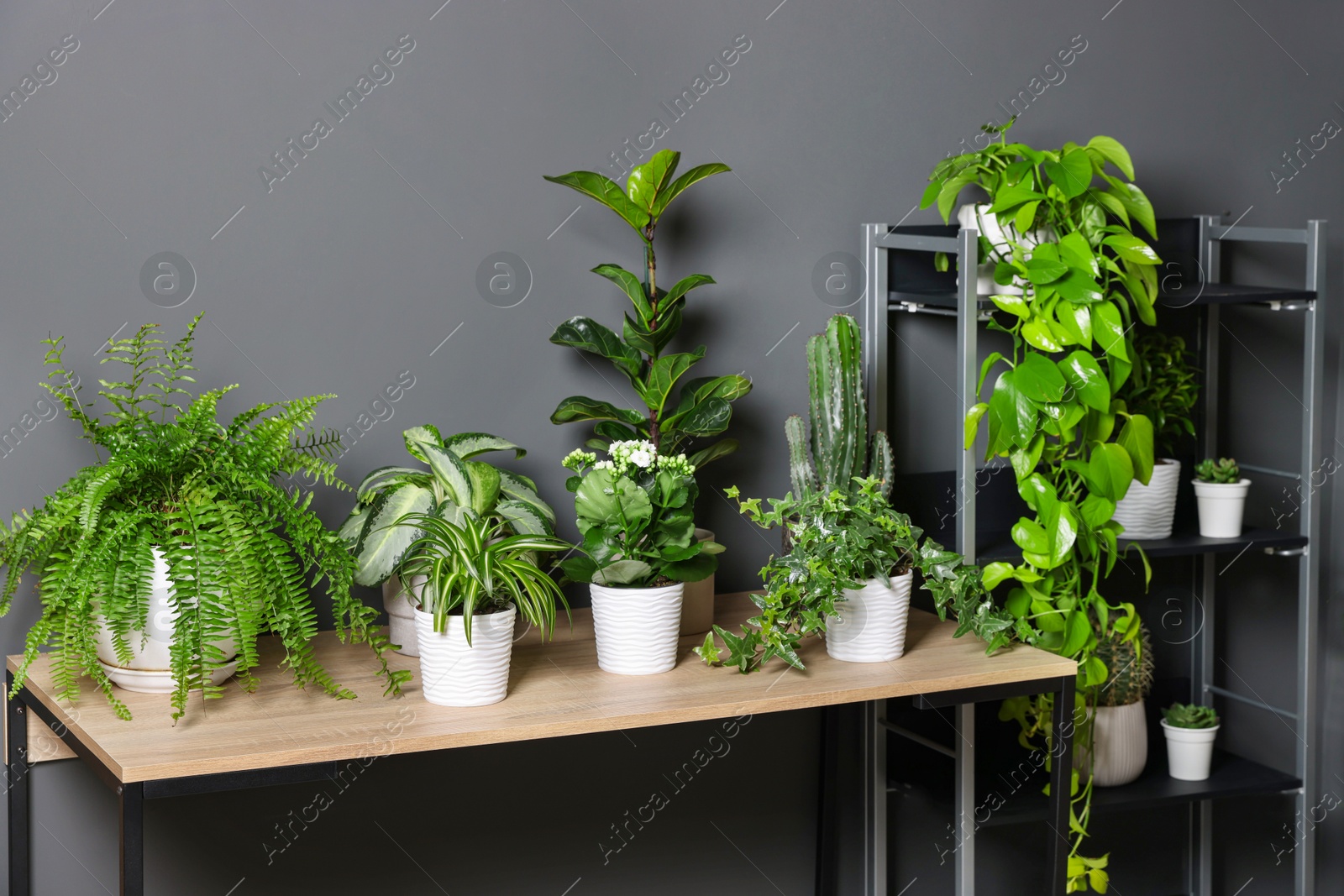Beautiful houseplants on wooden table near grey wall Photo of Beautiful houseplants on wooden table near grey wall