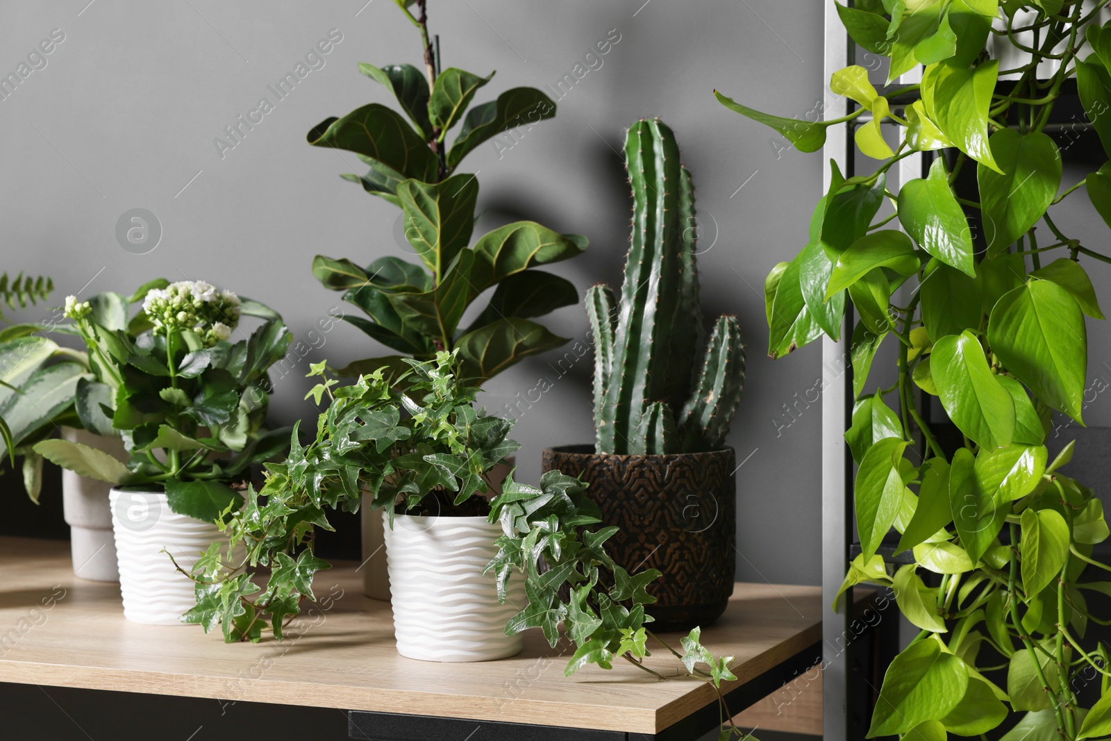 Beautiful houseplants on wooden table near grey wall Photo of Beautiful houseplants on wooden table near grey wall