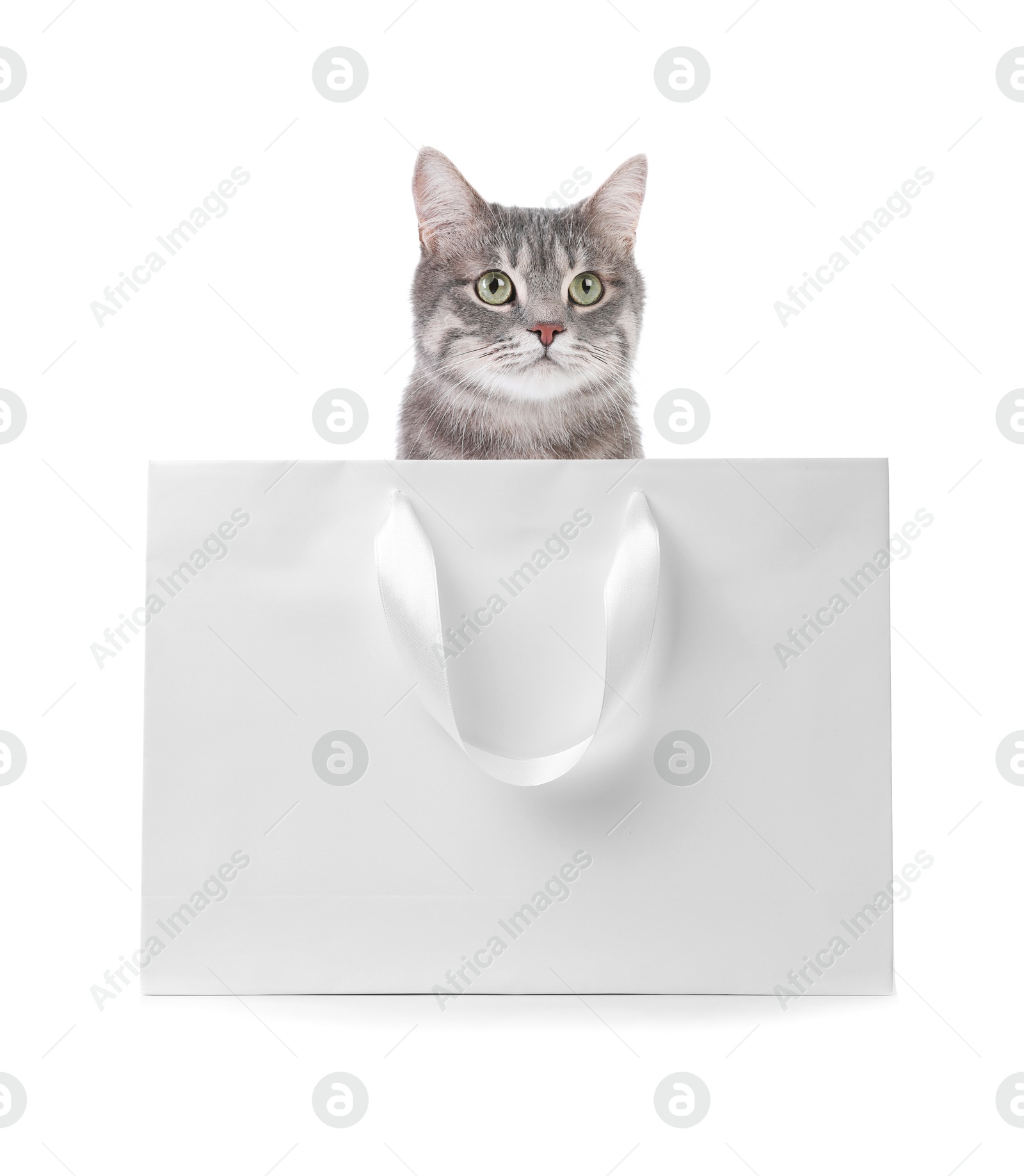 Cute cat peeking out of shopping bag on white background Image of Cute cat peeking out of shopping bag on white background