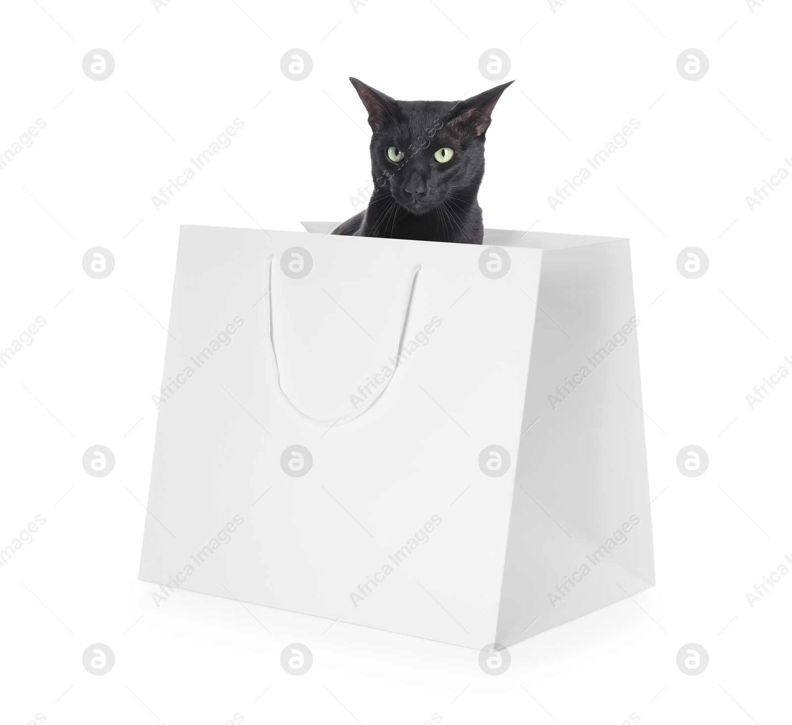 Cute cat peeking out of shopping bag on white background Image of Cute cat peeking out of shopping bag on white background