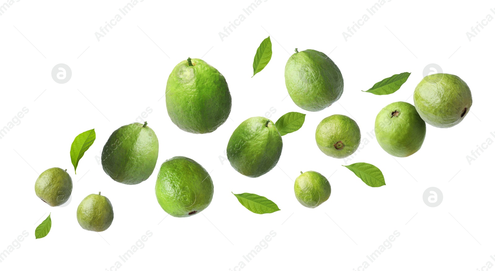 Fresh guava fruits and leaves flying on white background Image of Fresh guava fruits and leaves flying on white background