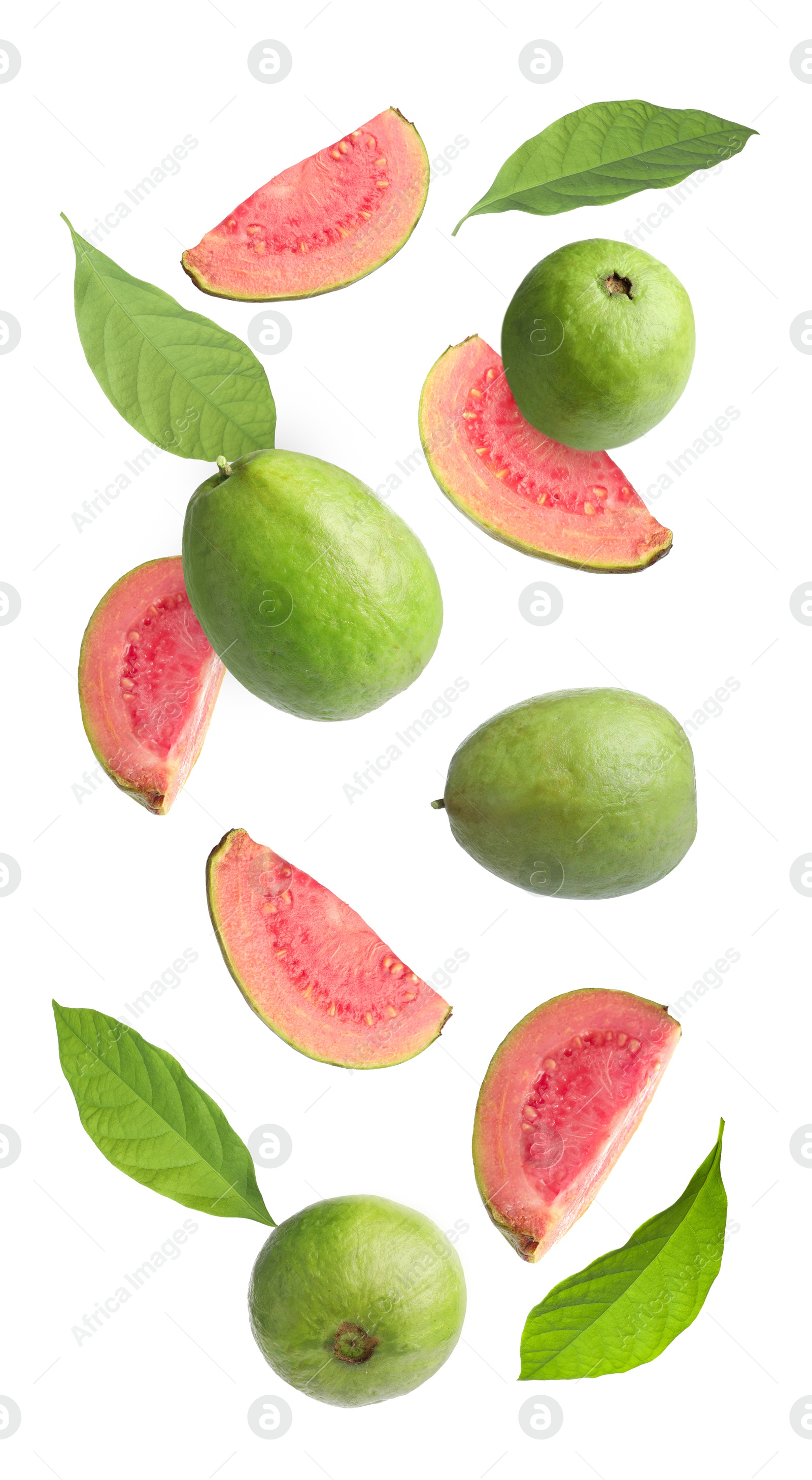 Fresh guava fruits and leaves flying on white background Image of Fresh guava fruits and leaves flying on white background