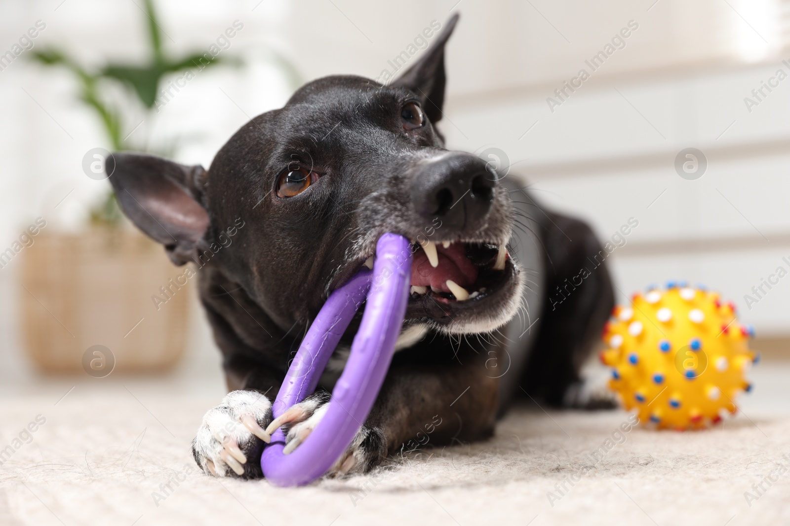 Cute dog chewing toy on floor at home Photo of Cute dog chewing toy on floor at home