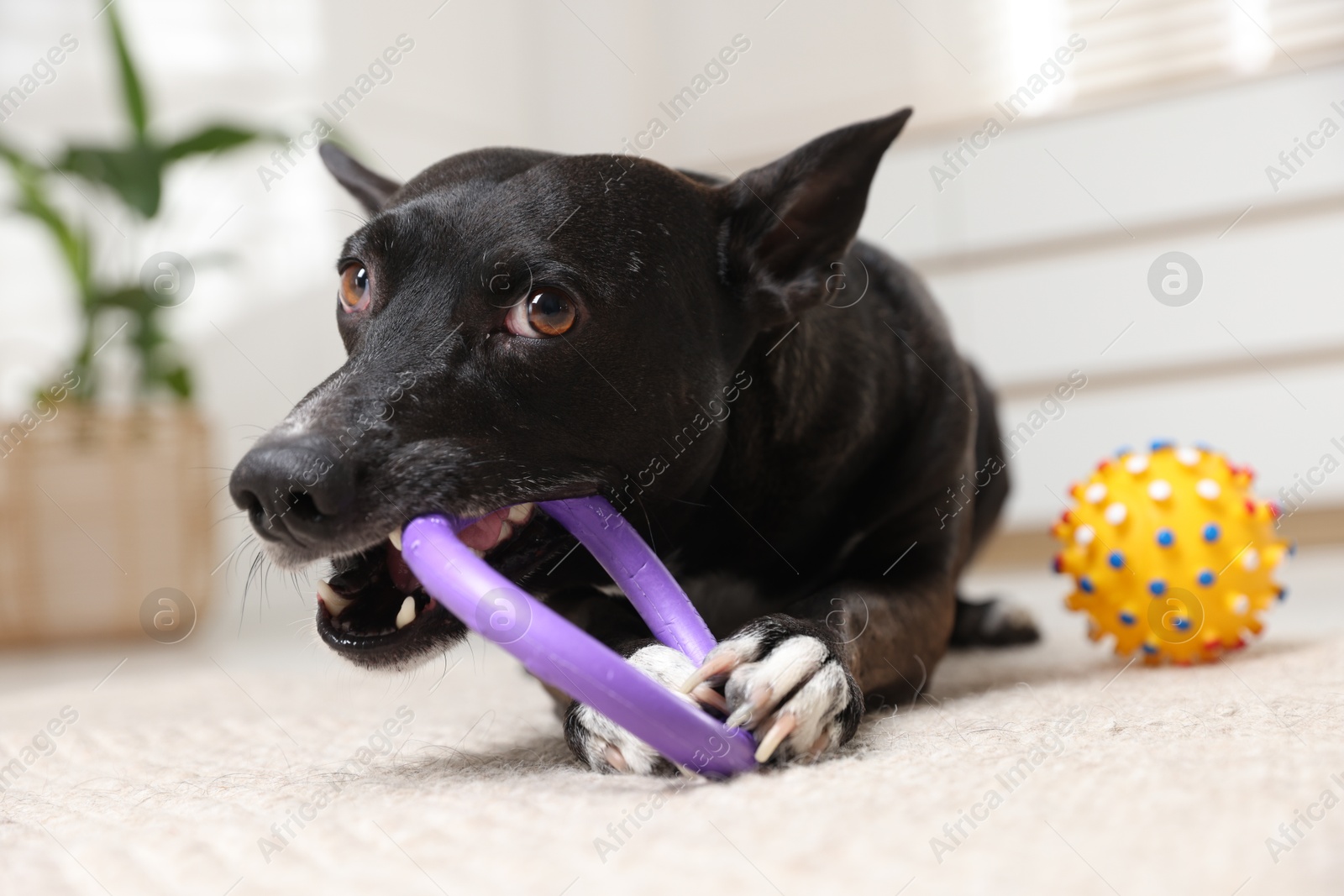 Cute dog chewing toy on floor at home Photo of Cute dog chewing toy on floor at home