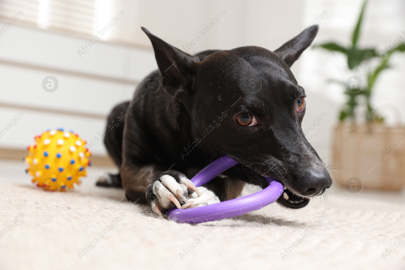 Cute dog chewing toy on floor at home Photo of Cute dog chewing toy on floor at home