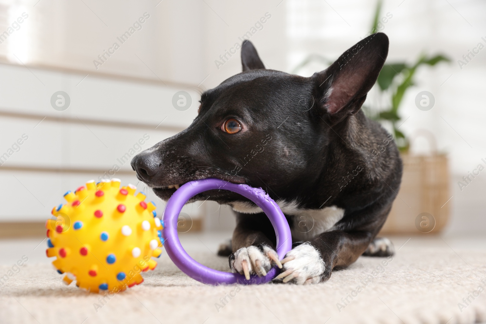 Cute dog chewing toy on floor at home Photo of Cute dog chewing toy on floor at home
