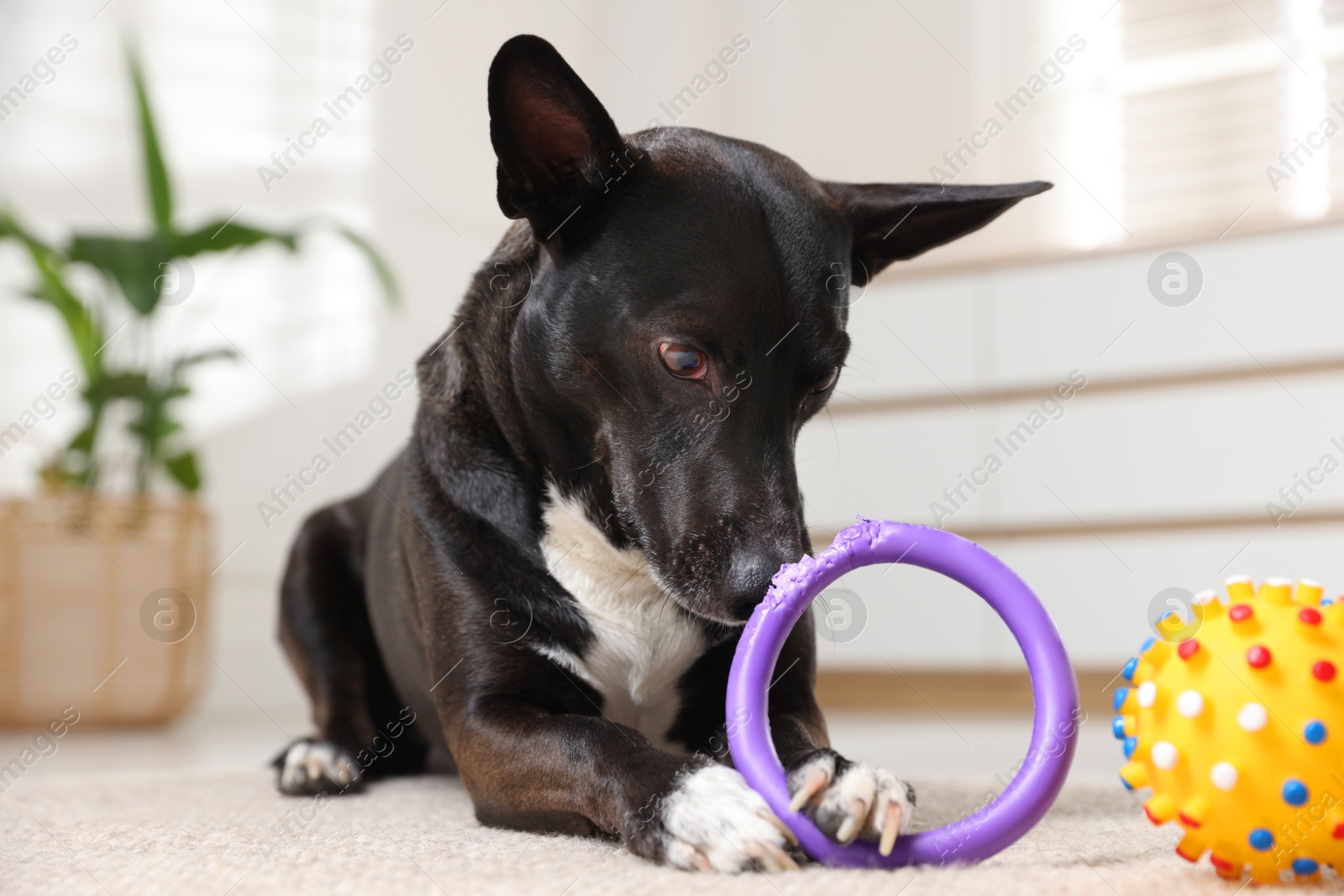 Cute dog with chewing toys on floor at home Photo of Cute dog with chewing toys on floor at home