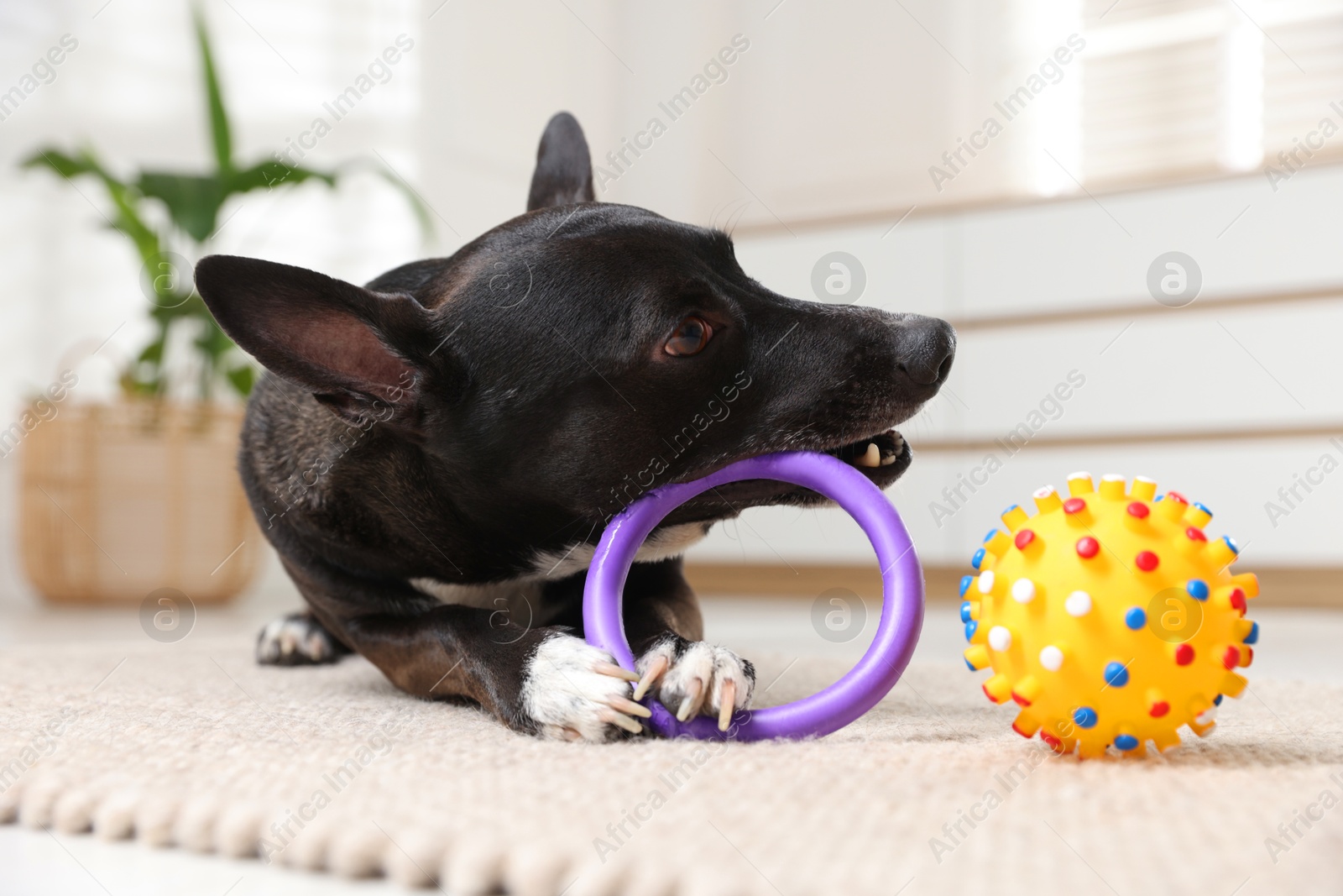 Cute dog chewing toy on floor at home Photo of Cute dog chewing toy on floor at home
