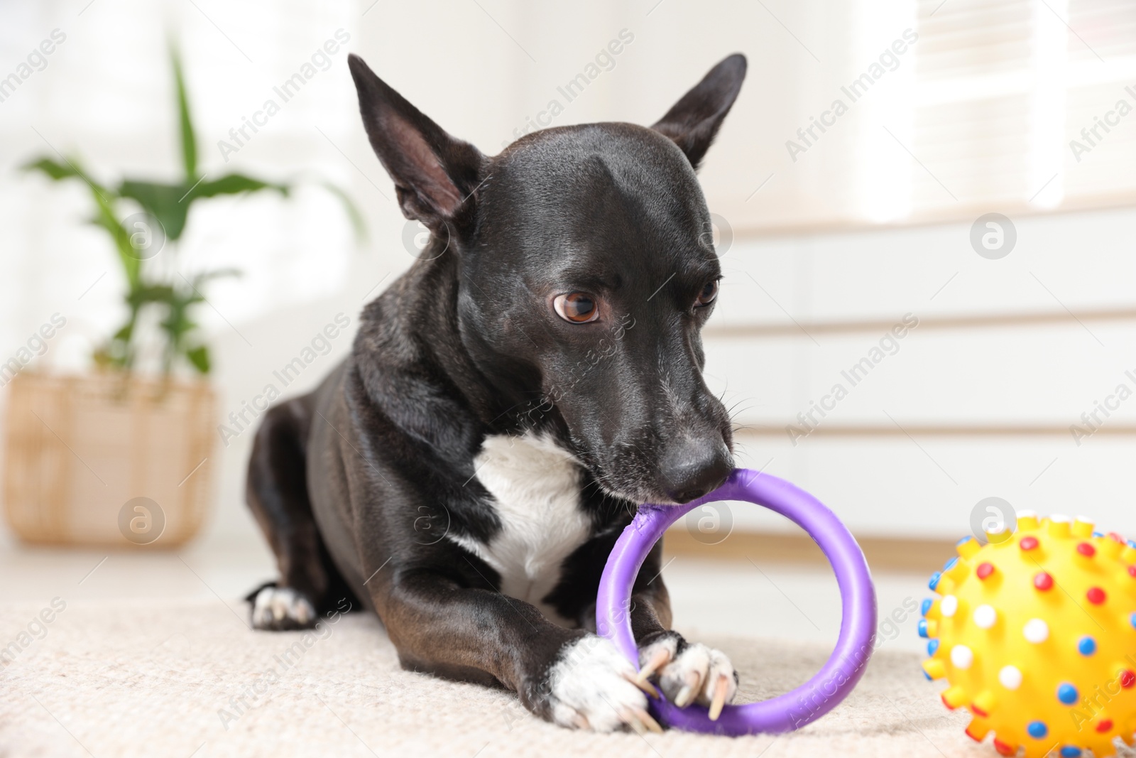 Cute dog chewing toy on floor at home Photo of Cute dog chewing toy on floor at home