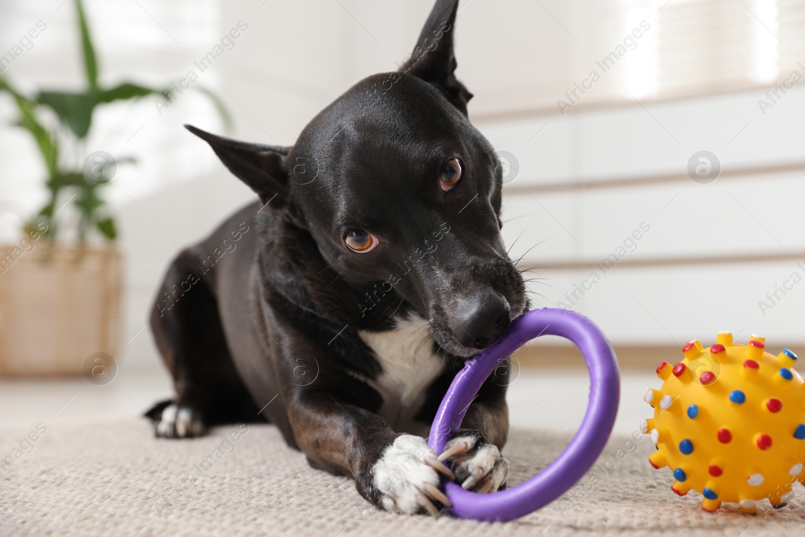 Cute dog chewing toy on floor at home Photo of Cute dog chewing toy on floor at home
