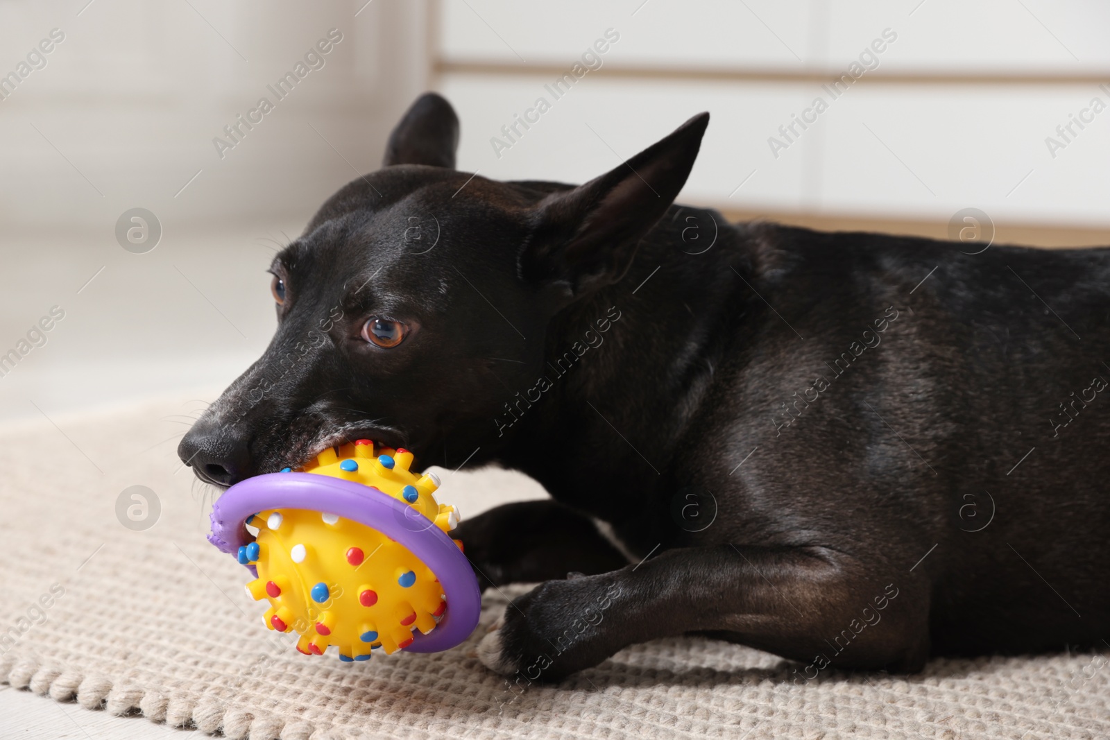 Cute dog chewing toy on floor at home Photo of Cute dog chewing toy on floor at home