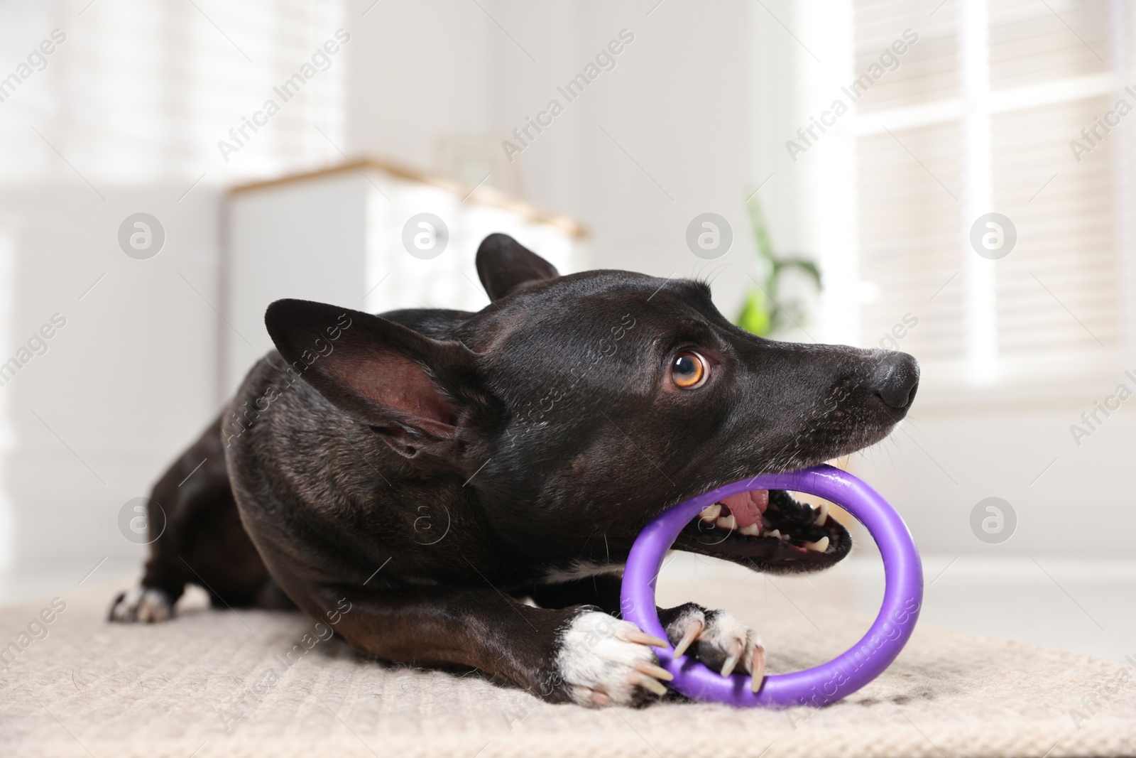 Cute dog chewing toy on floor at home Photo of Cute dog chewing toy on floor at home