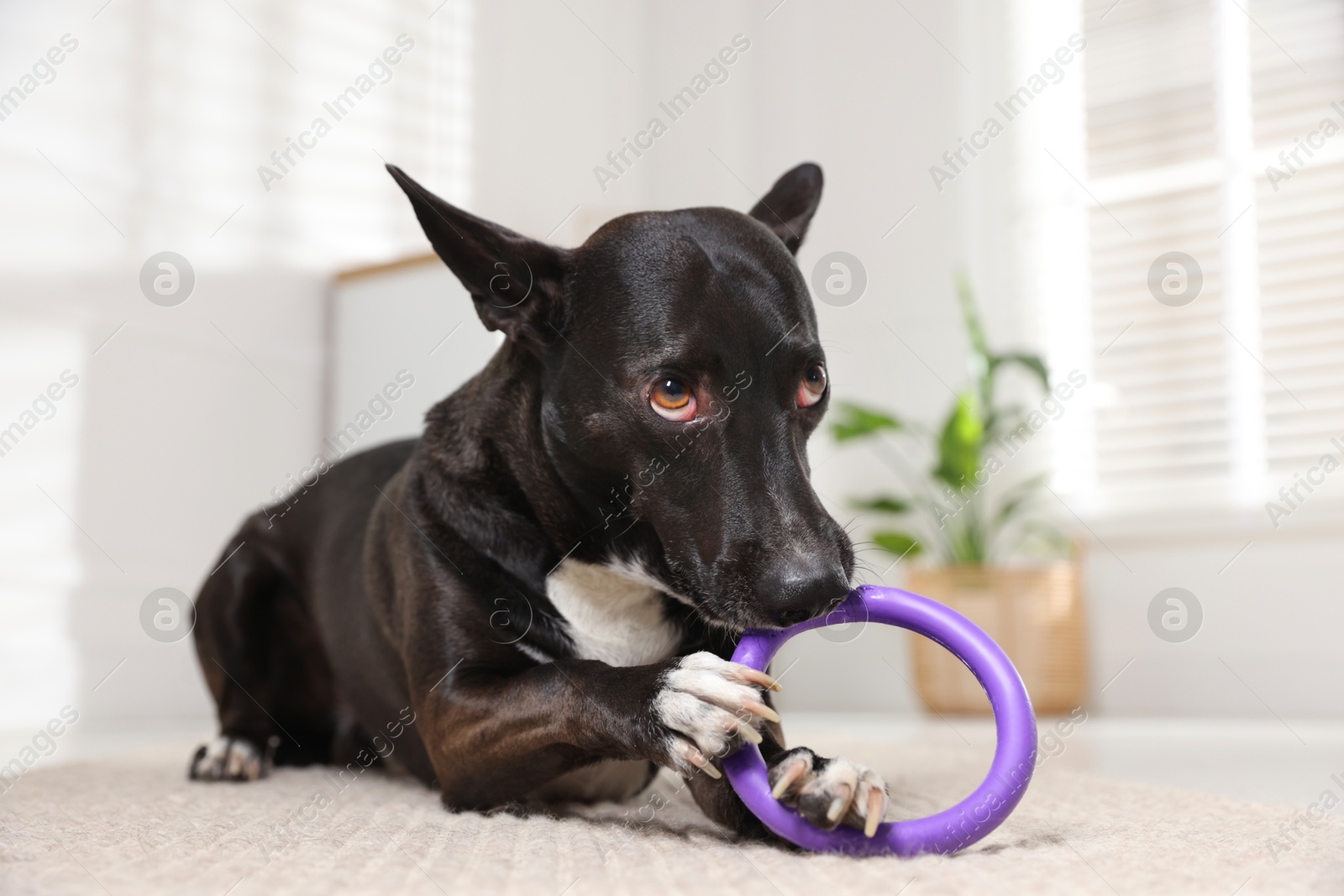 Photo of Cute dog chewing toy on floor at home