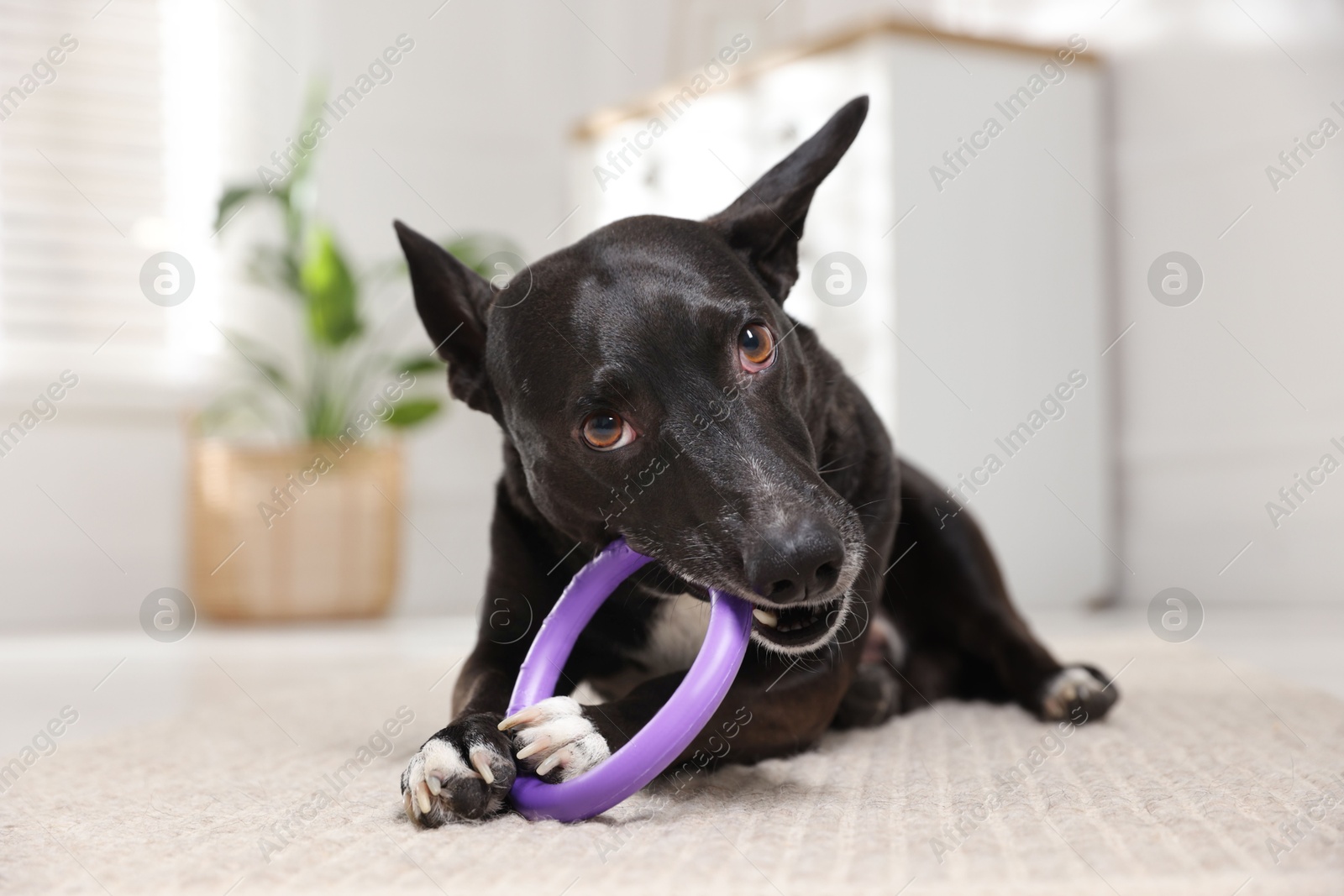 Cute dog chewing toy on floor at home Photo of Cute dog chewing toy on floor at home
