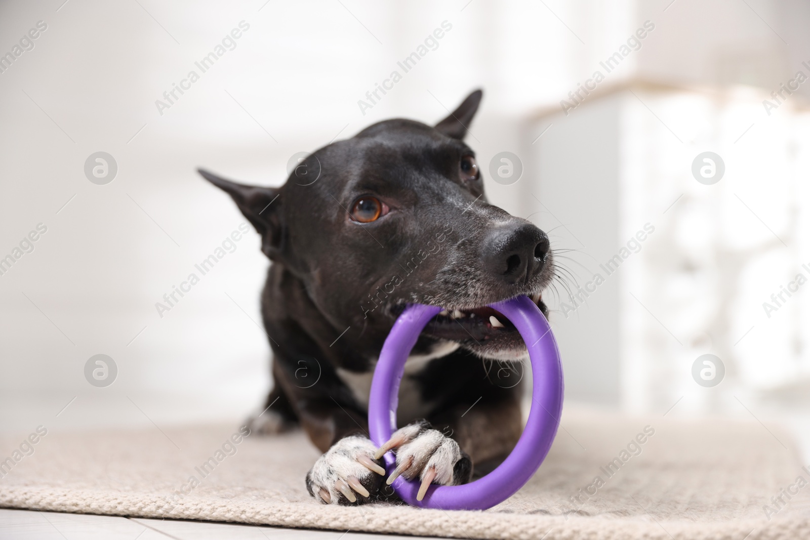 Cute dog chewing toy on floor at home Photo of Cute dog chewing toy on floor at home
