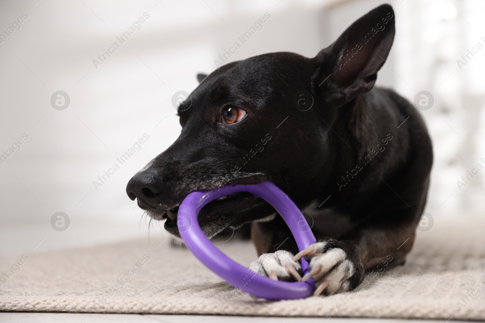 Cute dog chewing toy on floor at home Photo of Cute dog chewing toy on floor at home