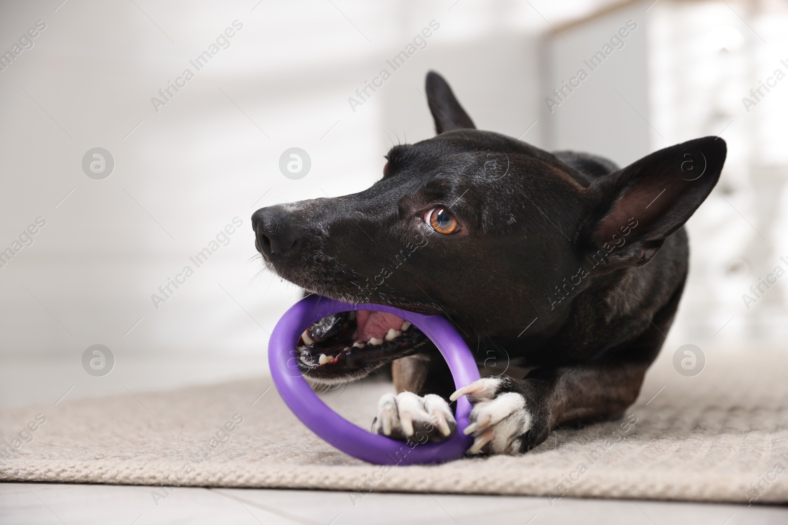 Cute dog chewing toy on floor at home Photo of Cute dog chewing toy on floor at home