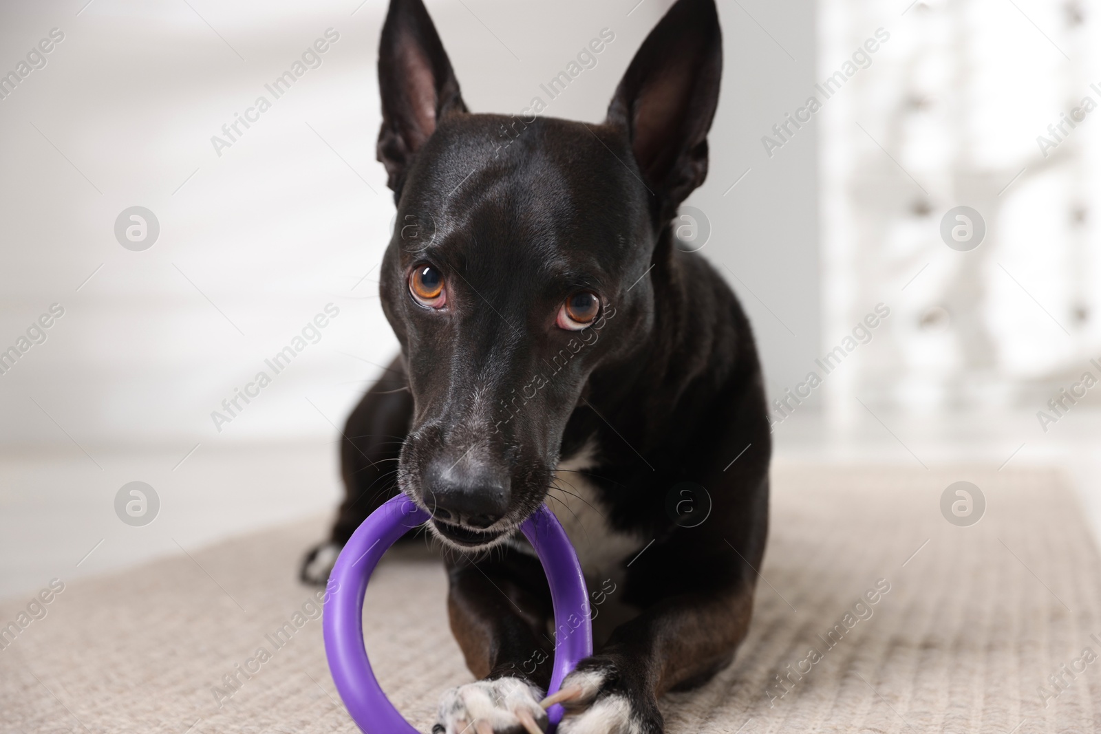 Cute dog chewing toy on floor at home Photo of Cute dog chewing toy on floor at home