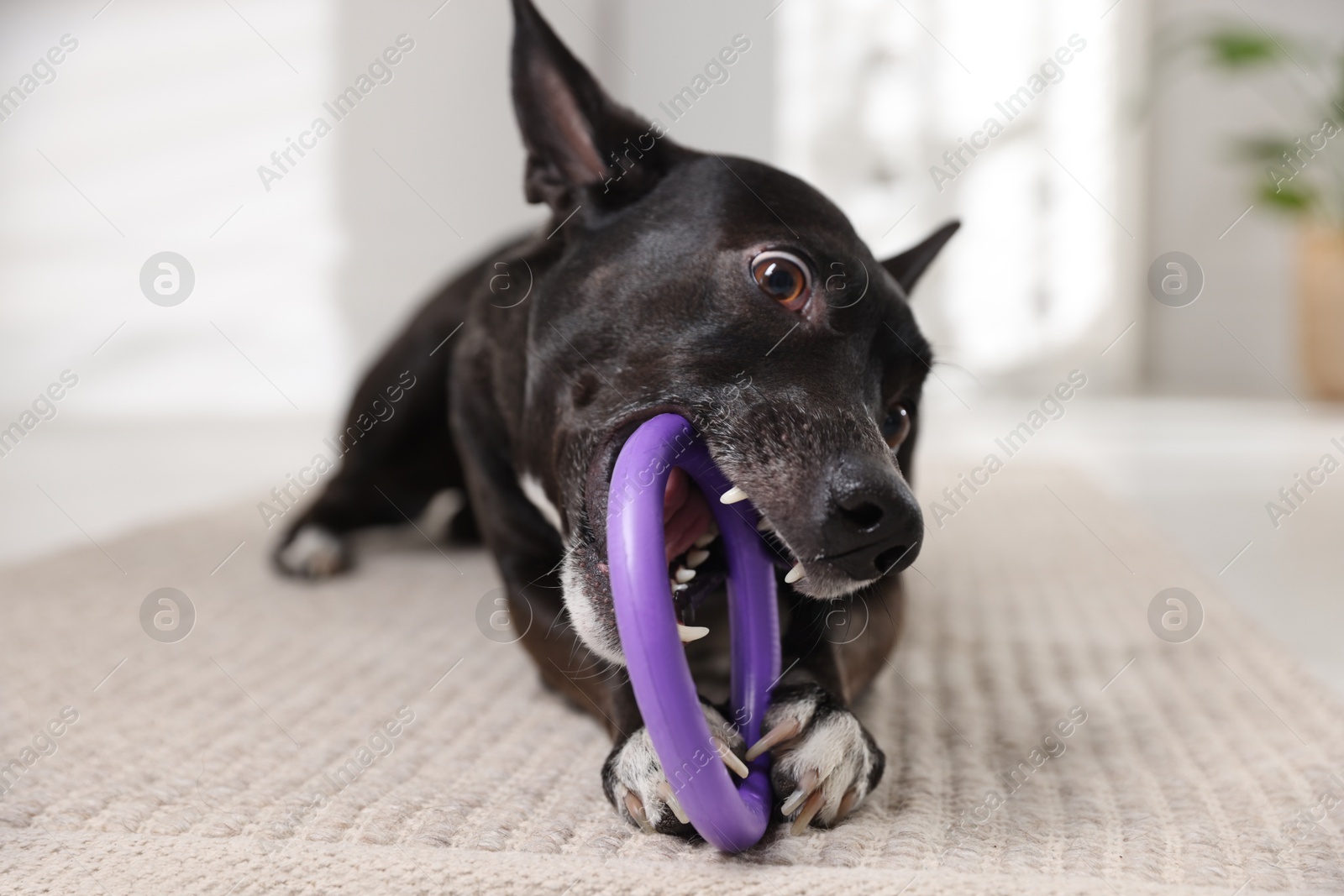 Cute dog chewing toy on floor at home Photo of Cute dog chewing toy on floor at home