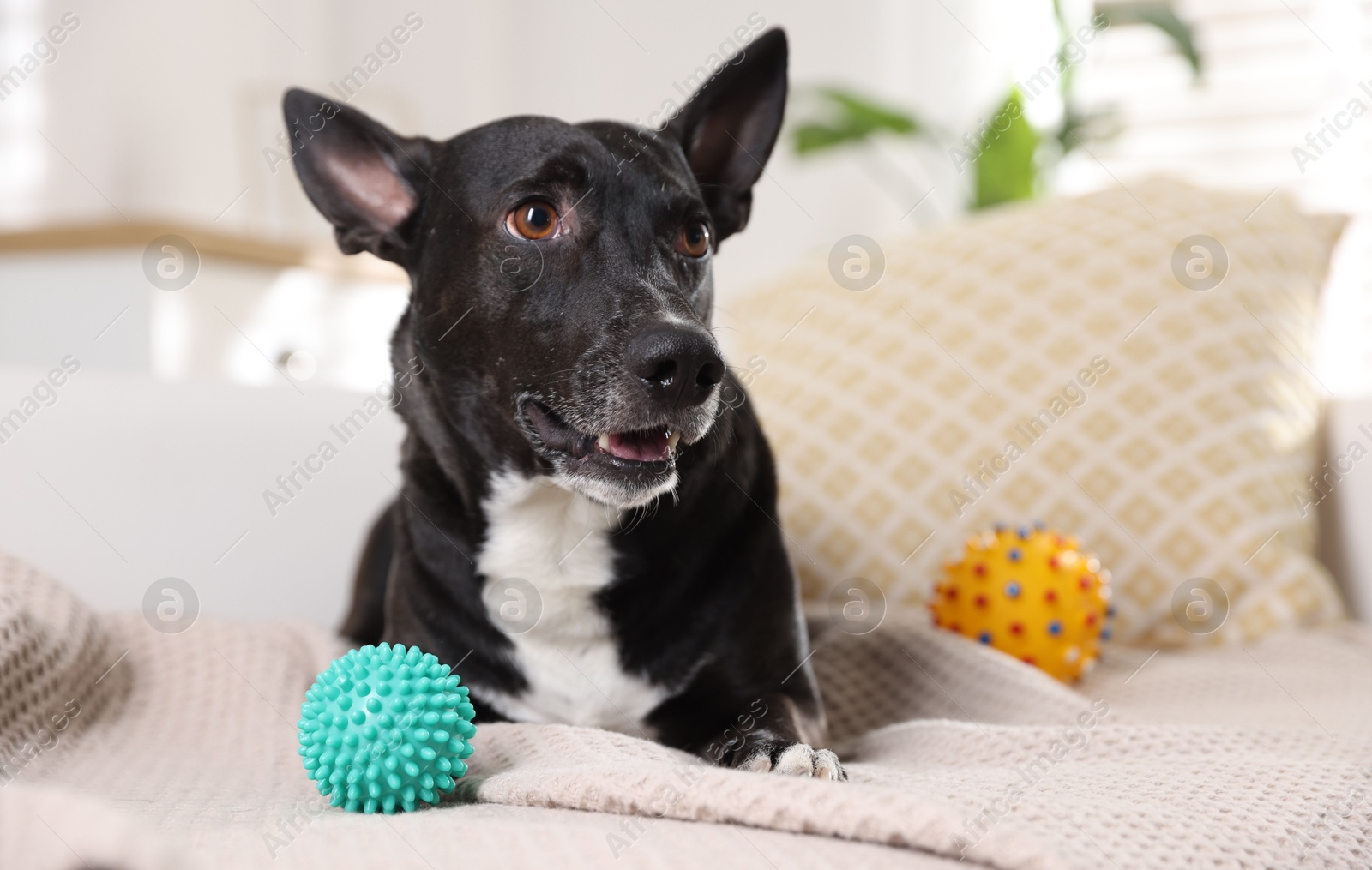 Cute dog with toys on sofa at home Photo of Cute dog with toys on sofa at home