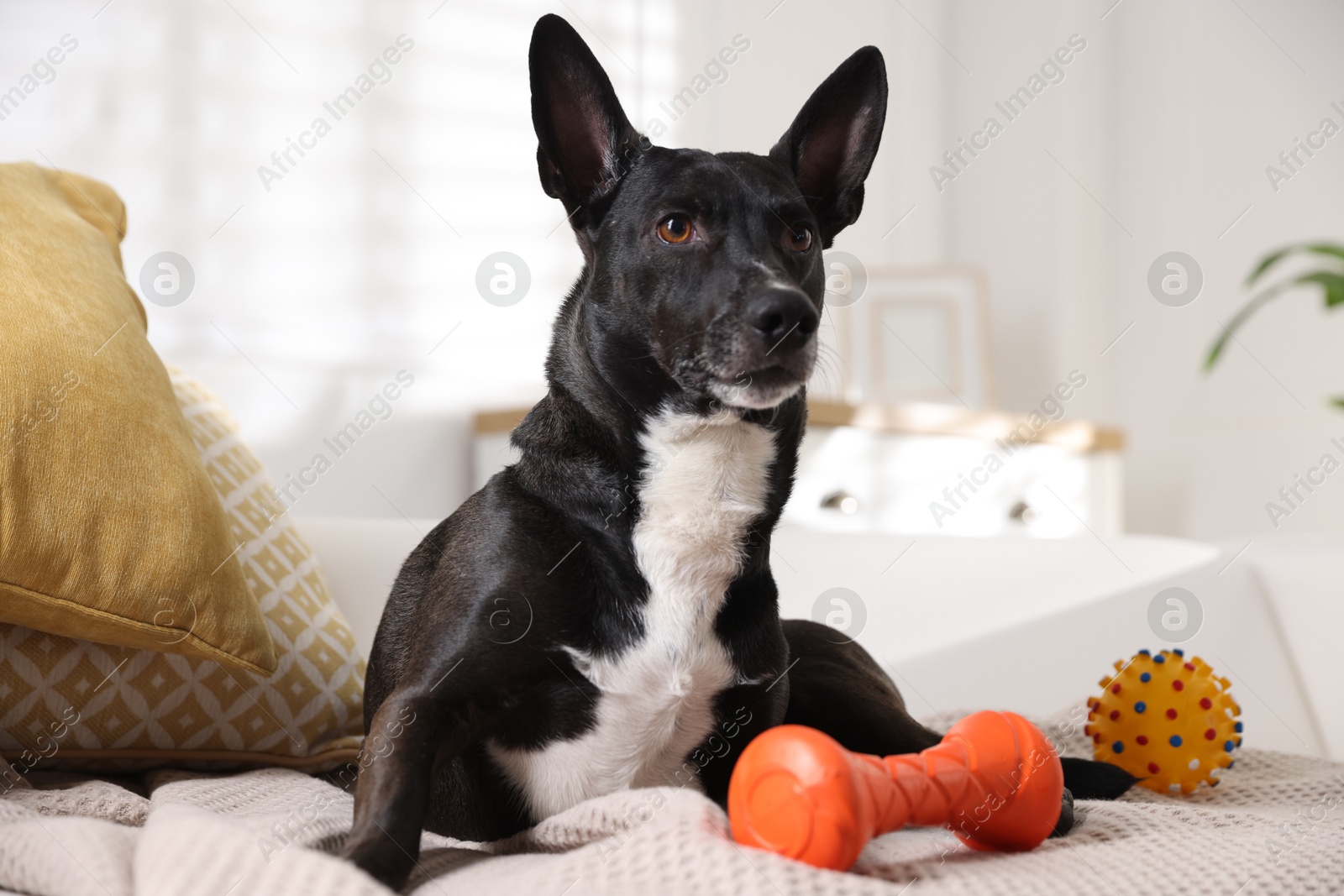 Cute dog with toys on sofa at home Photo of Cute dog with toys on sofa at home