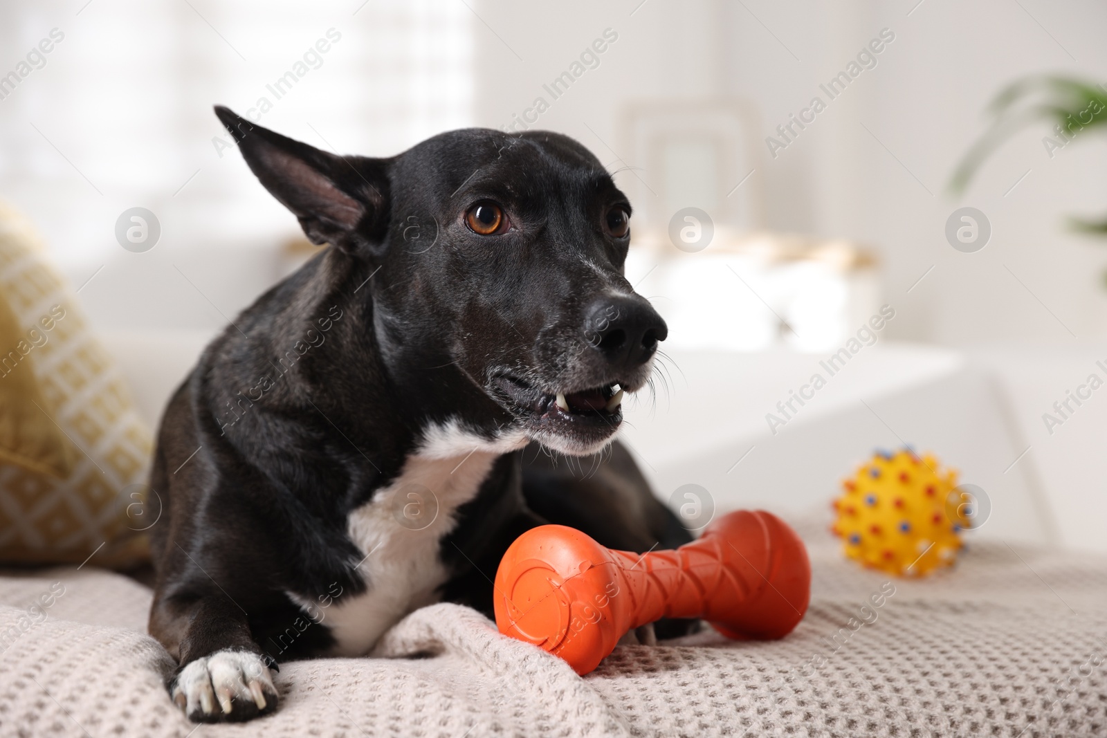 Cute dog with toys on sofa at home Photo of Cute dog with toys on sofa at home