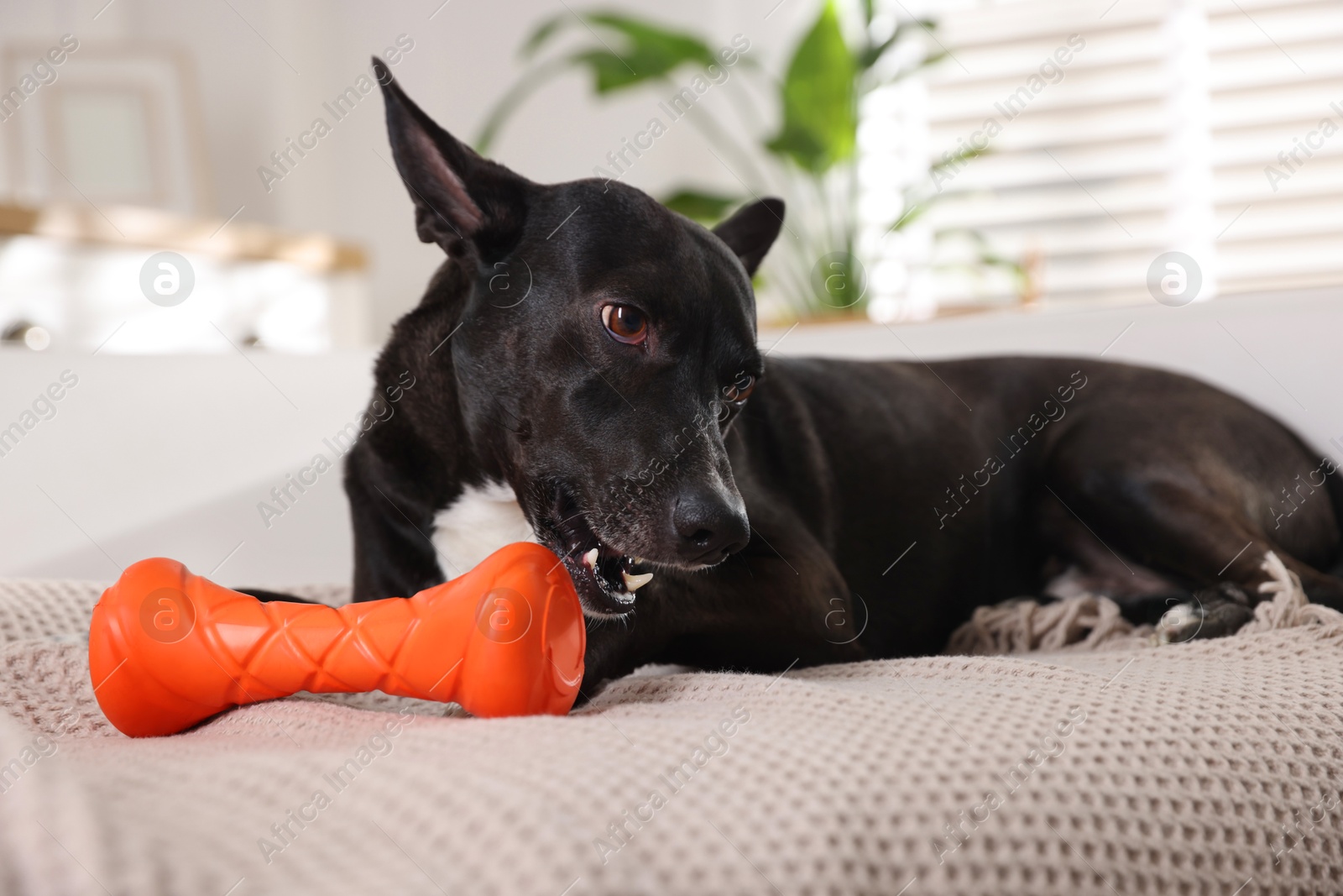 Cute dog with chewing toy on sofa at home Photo of Cute dog with chewing toy on sofa at home