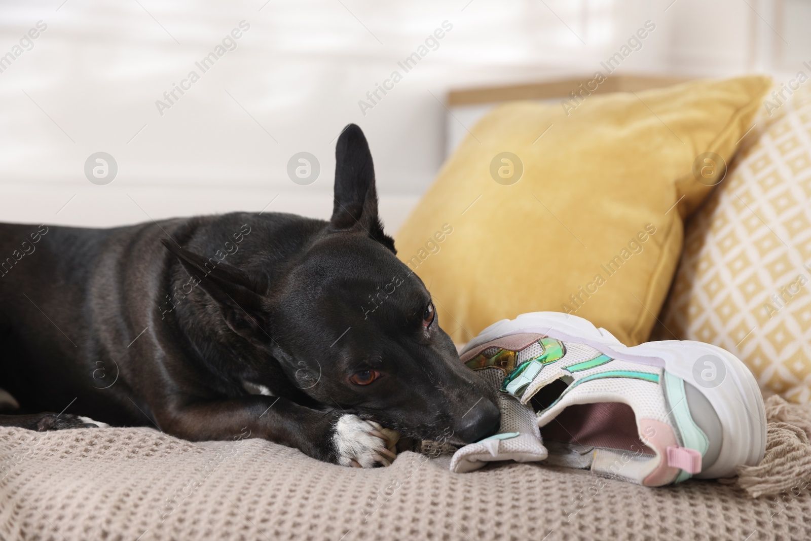 Cute dog chewing shoe on sofa at home Photo of Cute dog chewing shoe on sofa at home