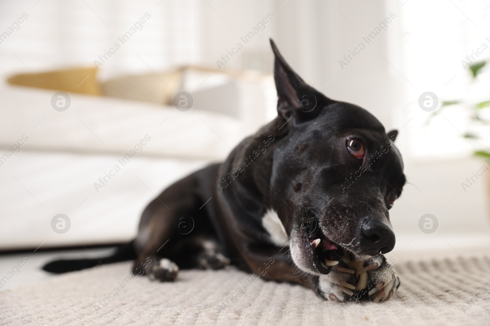 Cute dog chewing bone on floor at home Photo of Cute dog chewing bone on floor at home