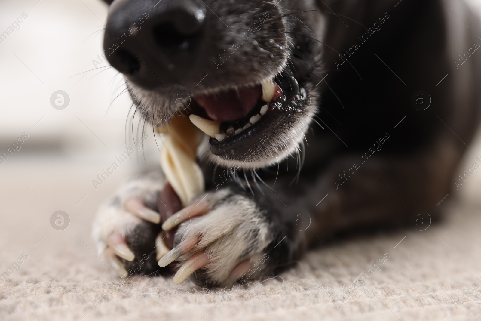 Cute dog chewing bone on floor at home, closeup Photo of Cute dog chewing bone on floor at home, closeup