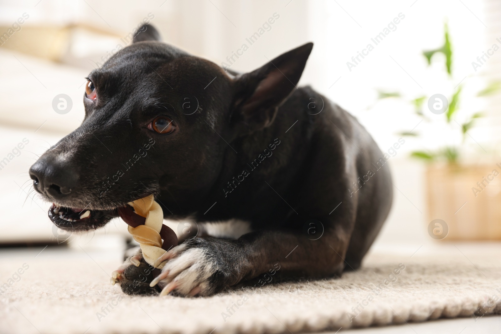 Cute dog chewing bone on floor at home Photo of Cute dog chewing bone on floor at home