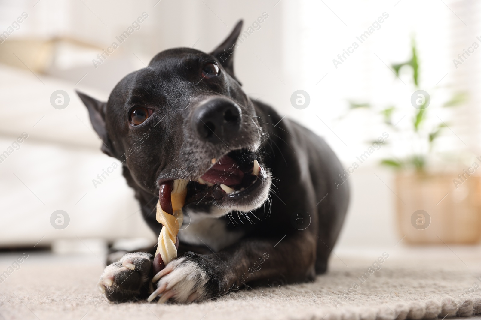 Cute dog chewing bone on floor at home Photo of Cute dog chewing bone on floor at home
