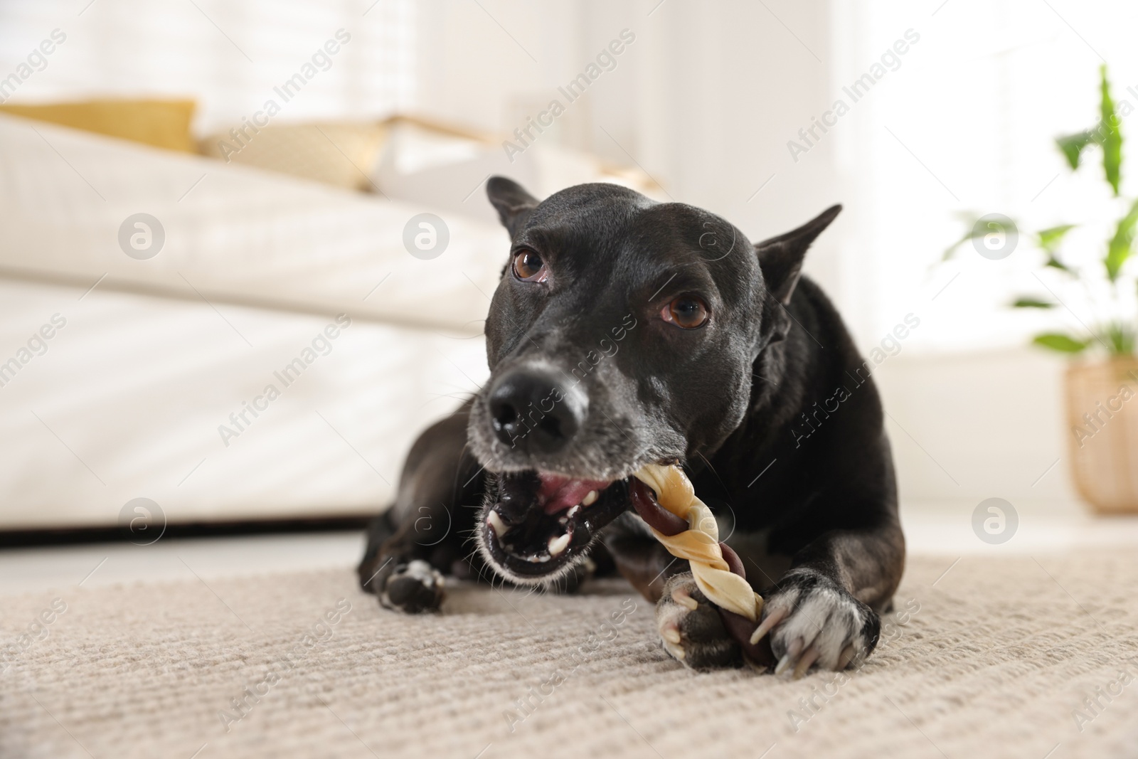 Cute dog chewing bone on floor at home Photo of Cute dog chewing bone on floor at home