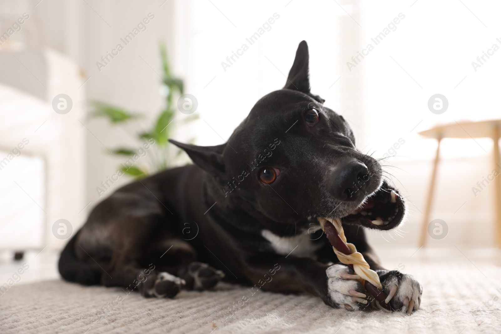 Cute dog chewing bone on floor at home Photo of Cute dog chewing bone on floor at home