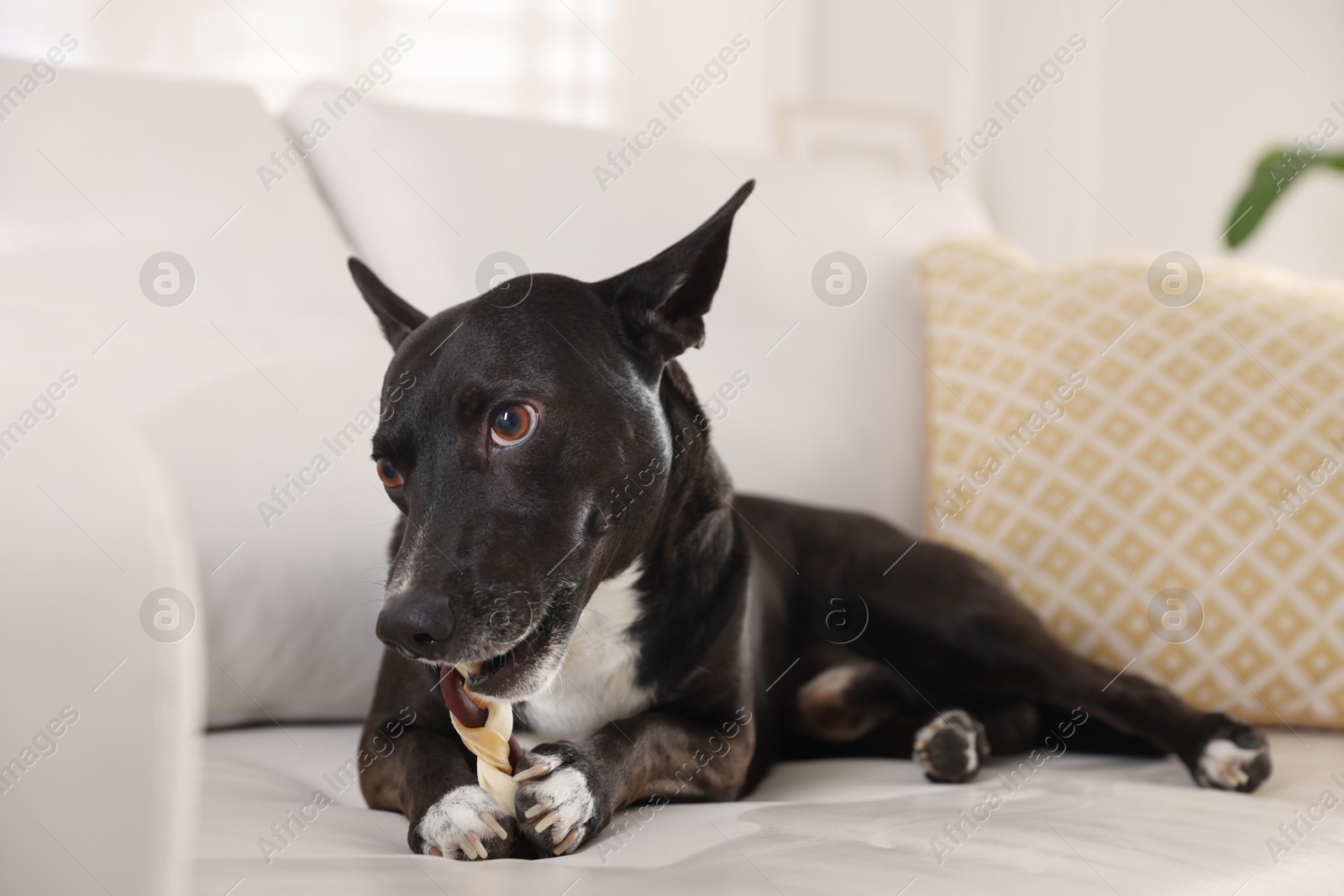 Cute dog chewing bone on sofa at home Photo of Cute dog chewing bone on sofa at home