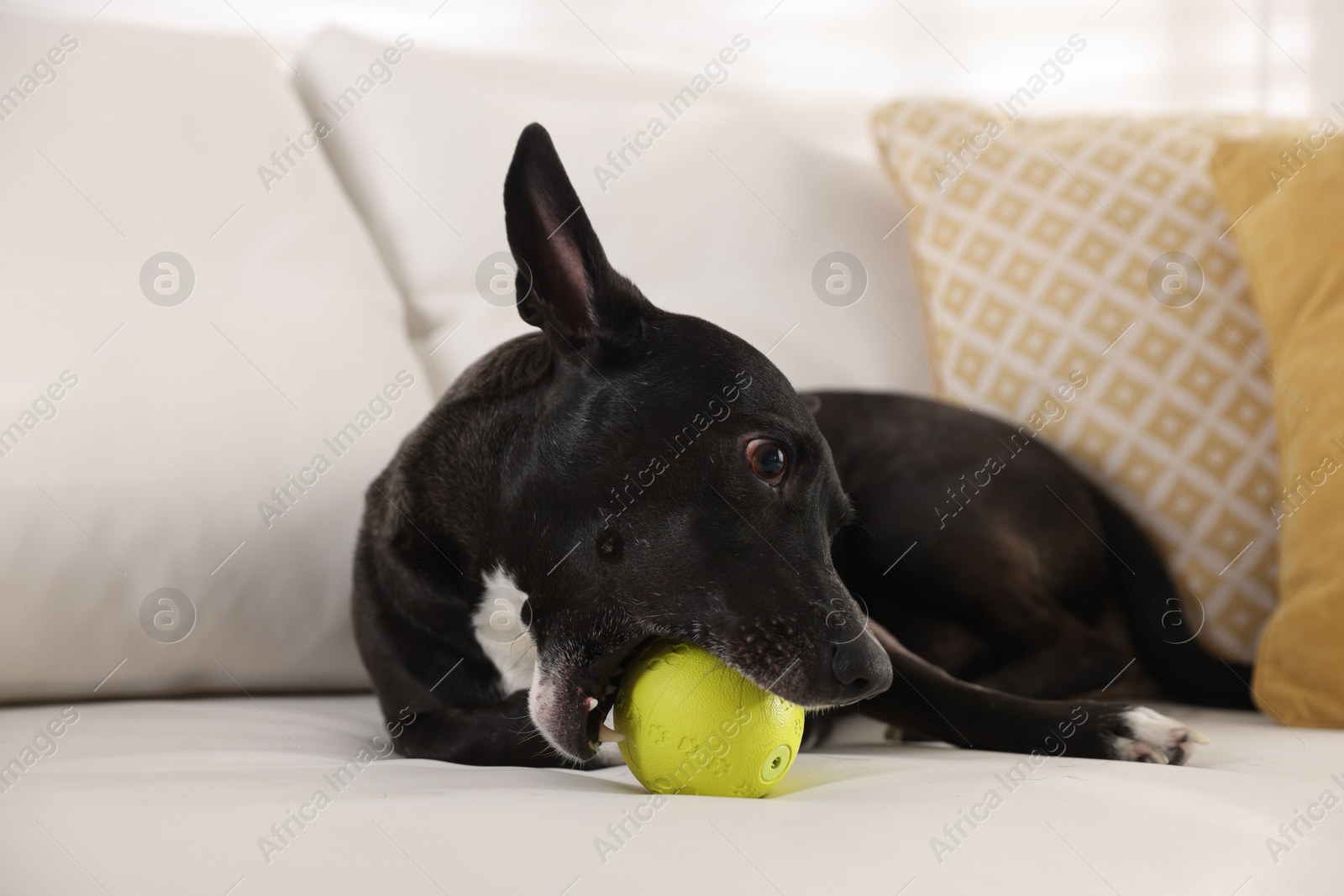 Cute dog chewing toy on sofa at home Photo of Cute dog chewing toy on sofa at home