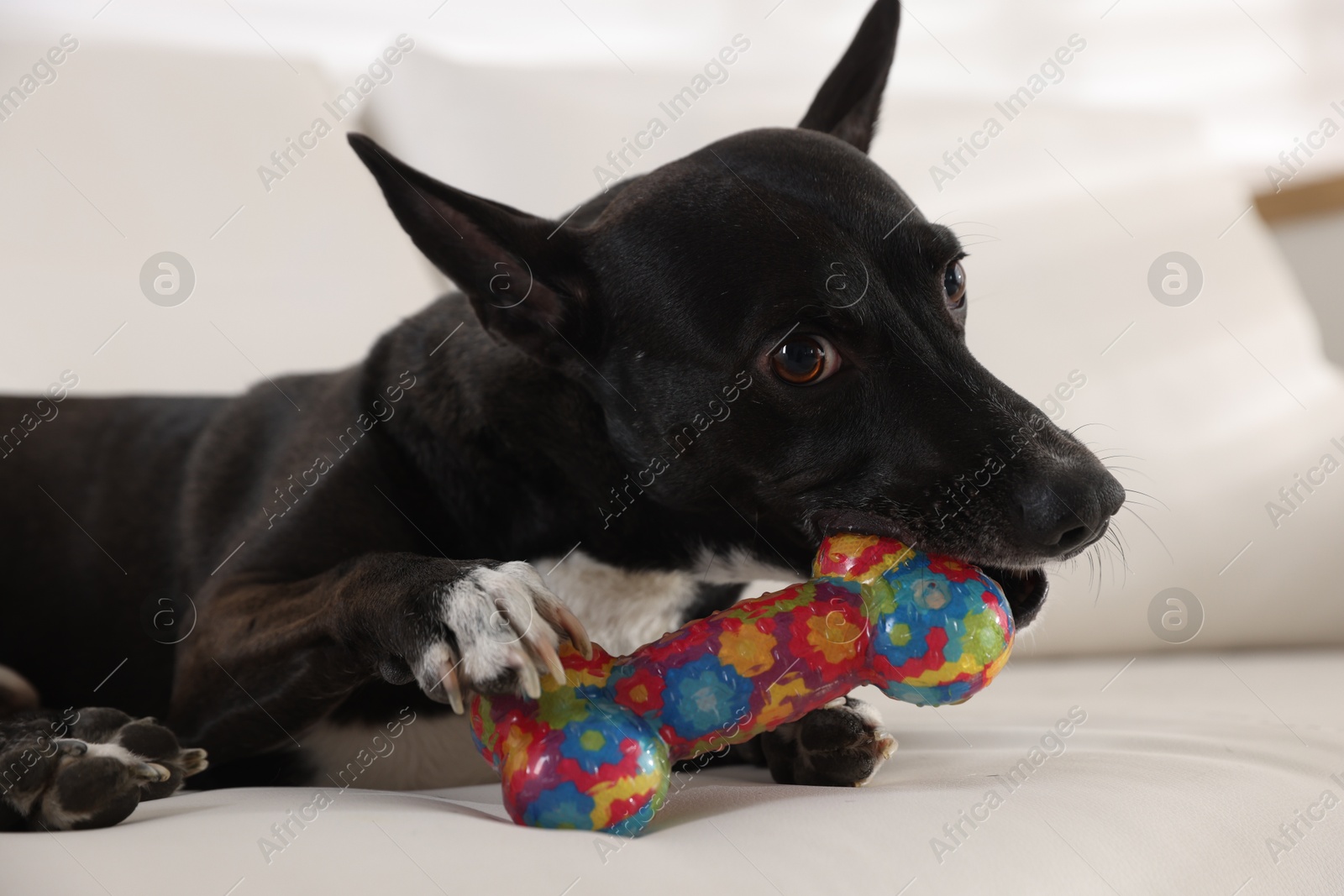 Cute dog chewing bone on sofa at home Photo of Cute dog chewing bone on sofa at home